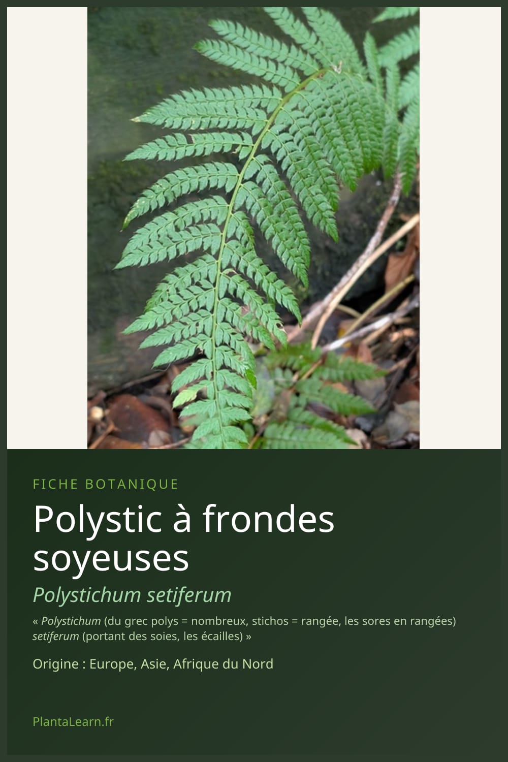 Polystic à frondes soyeuses — Pin Pinterest