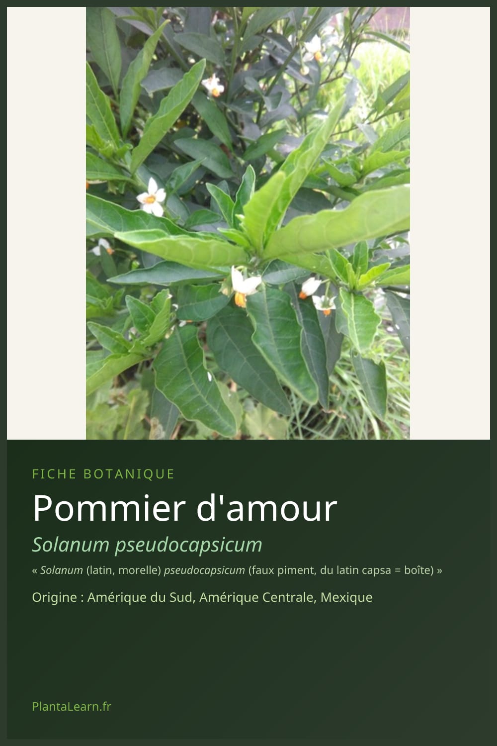Pommier d'amour — Pin Pinterest