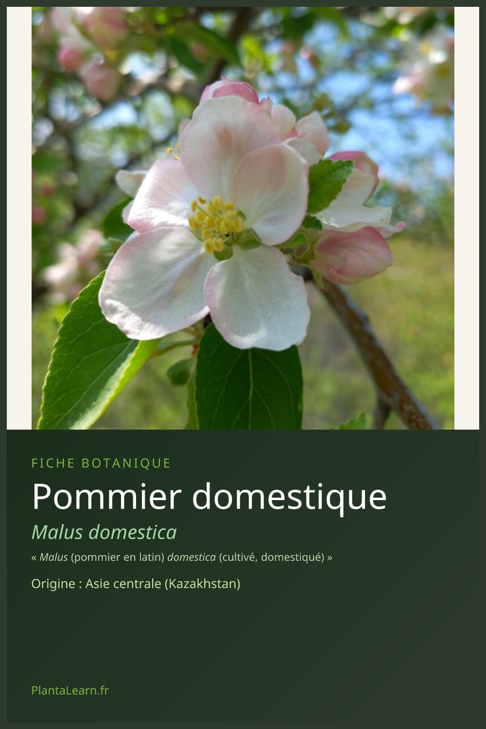 Pommier domestique — Pin Pinterest