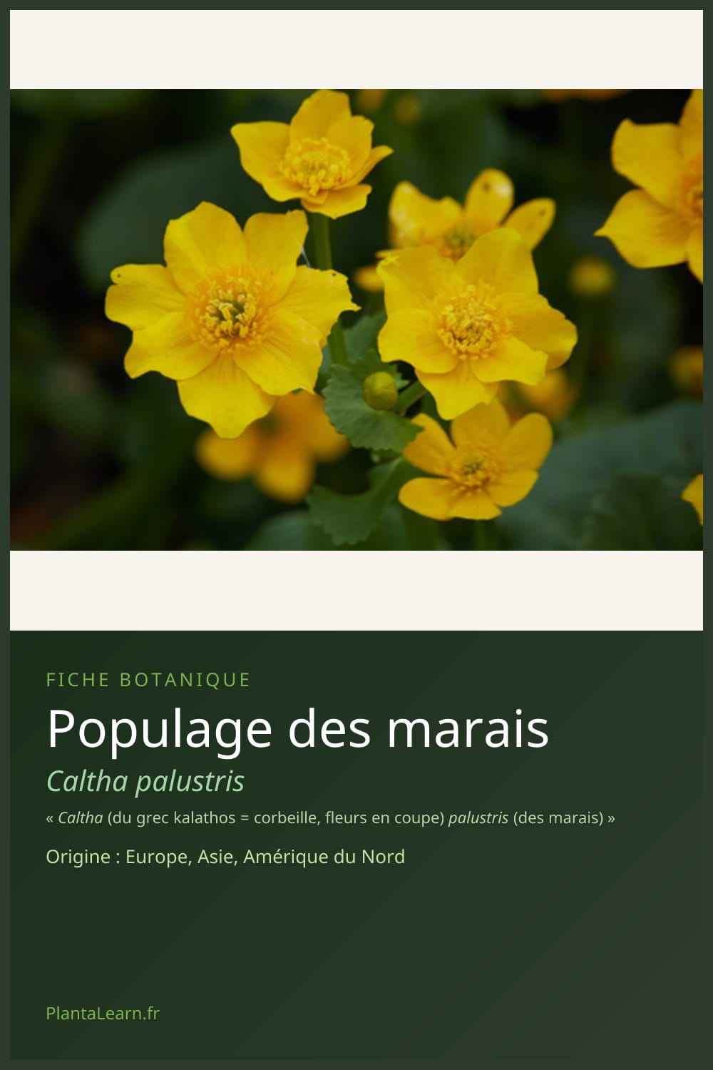 Populage des marais — Pin Pinterest