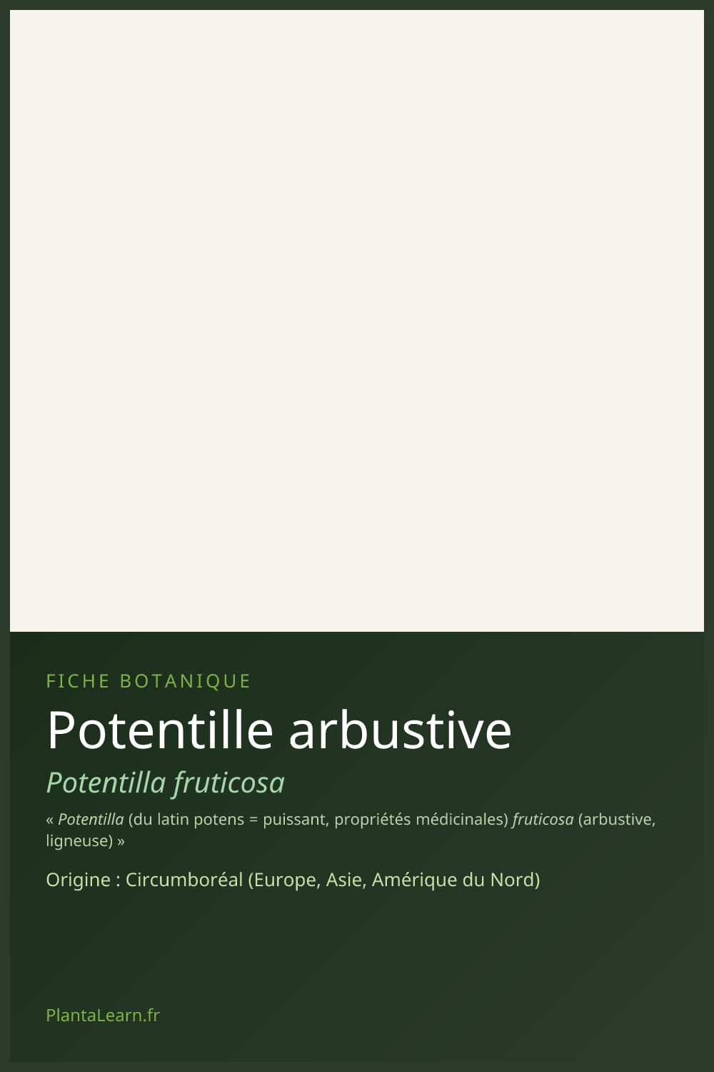 Potentille arbustive — Pin Pinterest