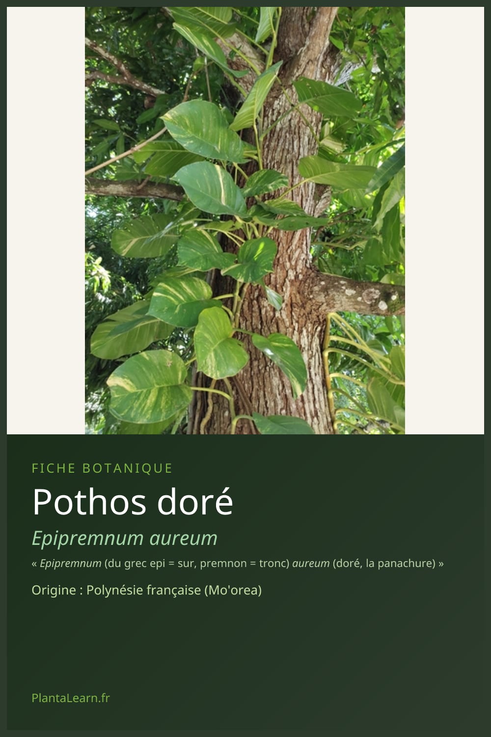 Pothos doré — Pin Pinterest
