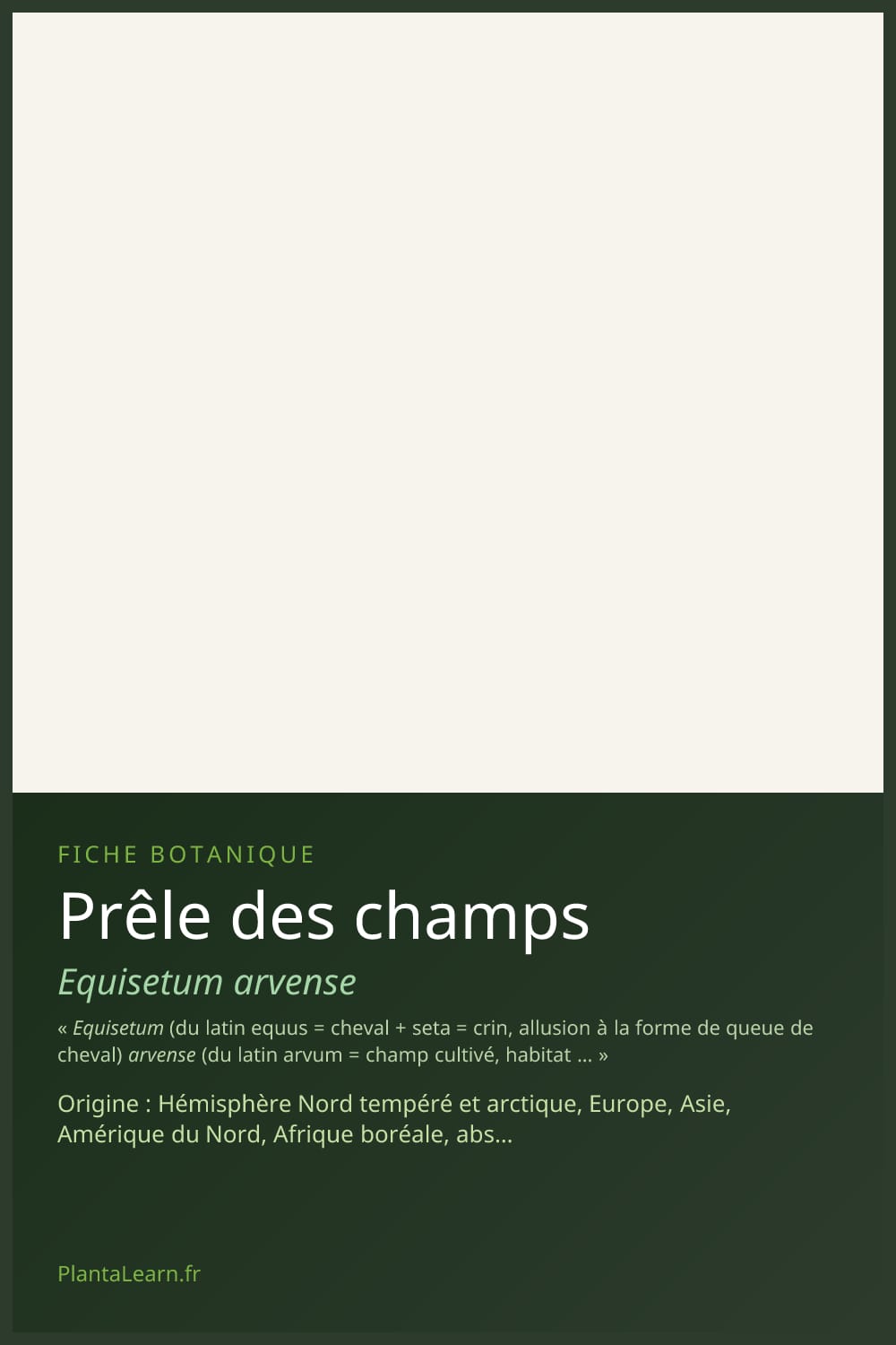 Prêle des champs — Pin Pinterest