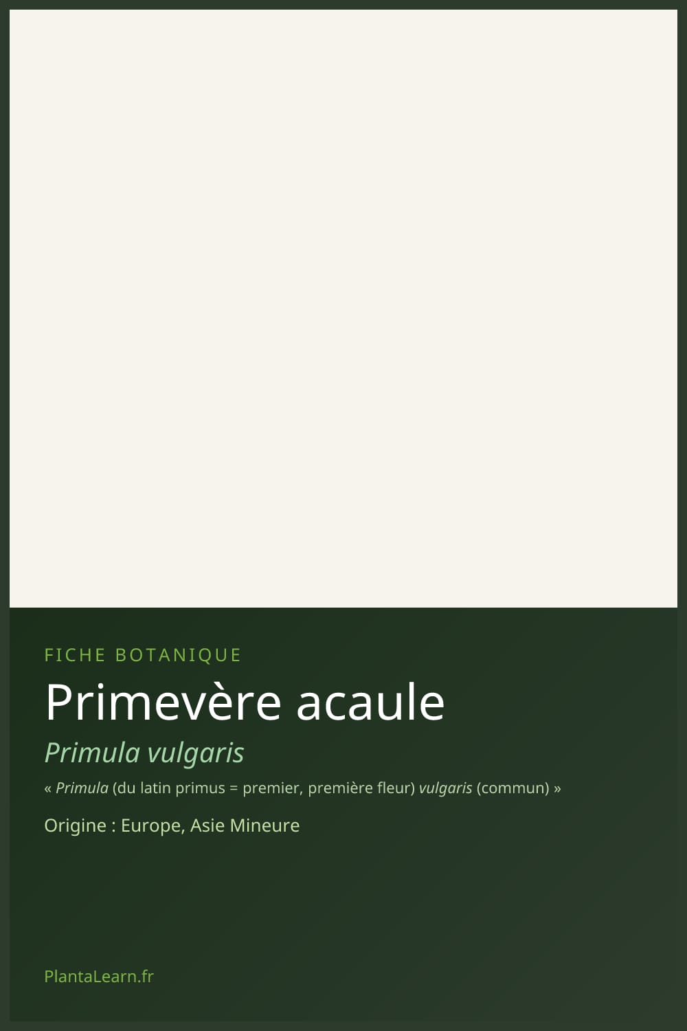 Primevère acaule — Pin Pinterest