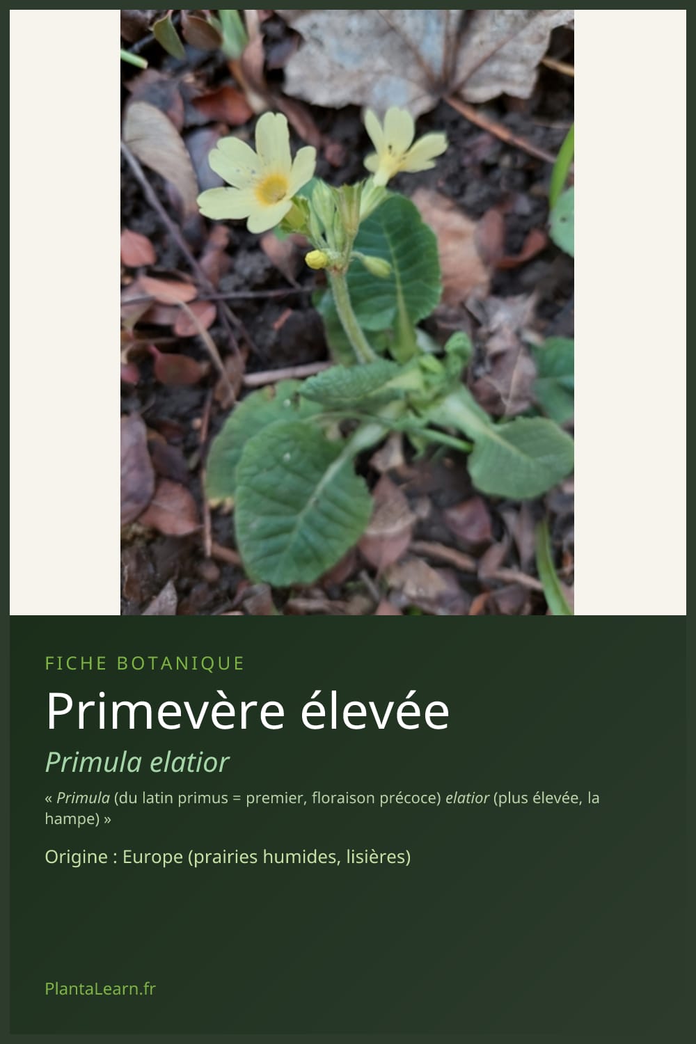 Primevère élevée — Pin Pinterest