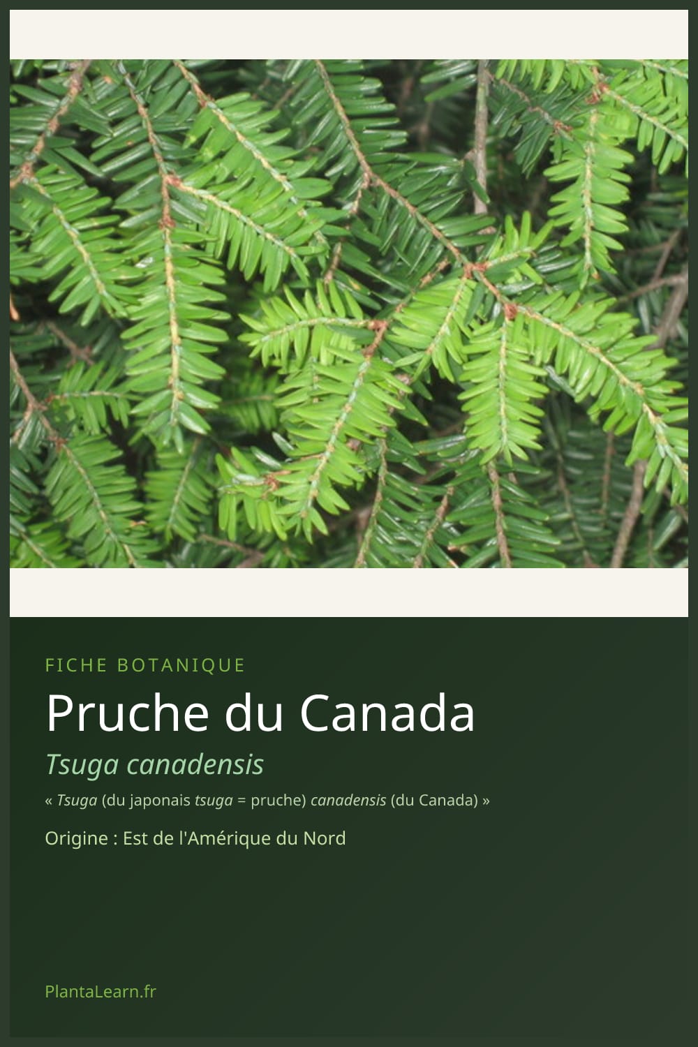 Pruche du Canada — Pin Pinterest