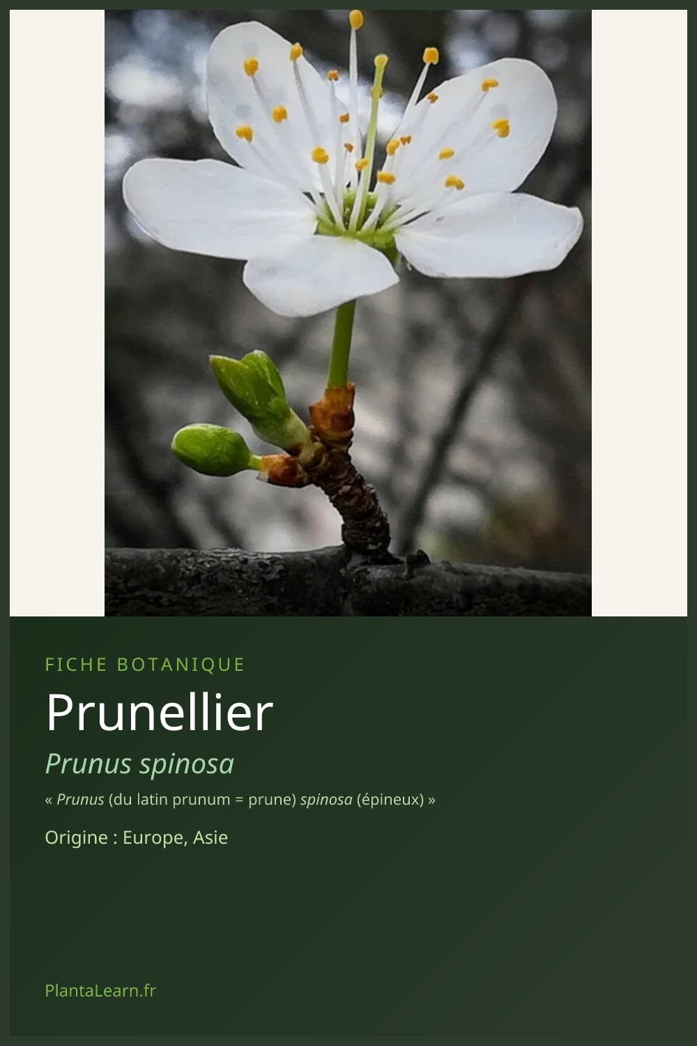 Prunellier — Pin Pinterest