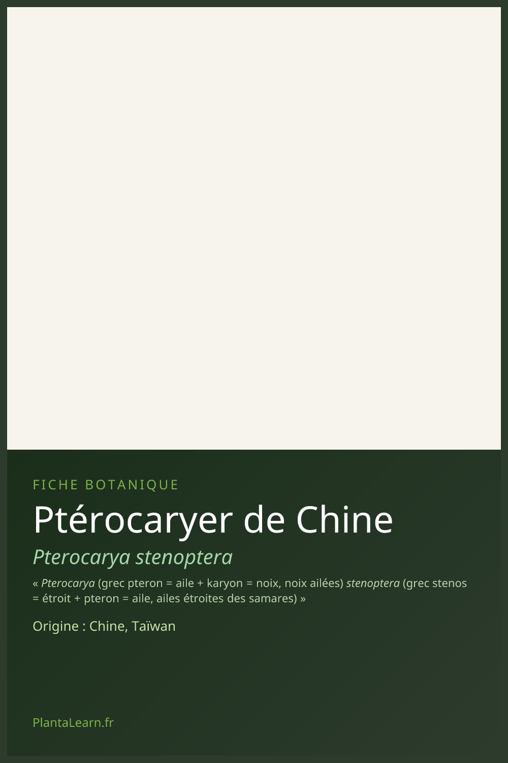 Ptérocaryer de Chine — Pin Pinterest