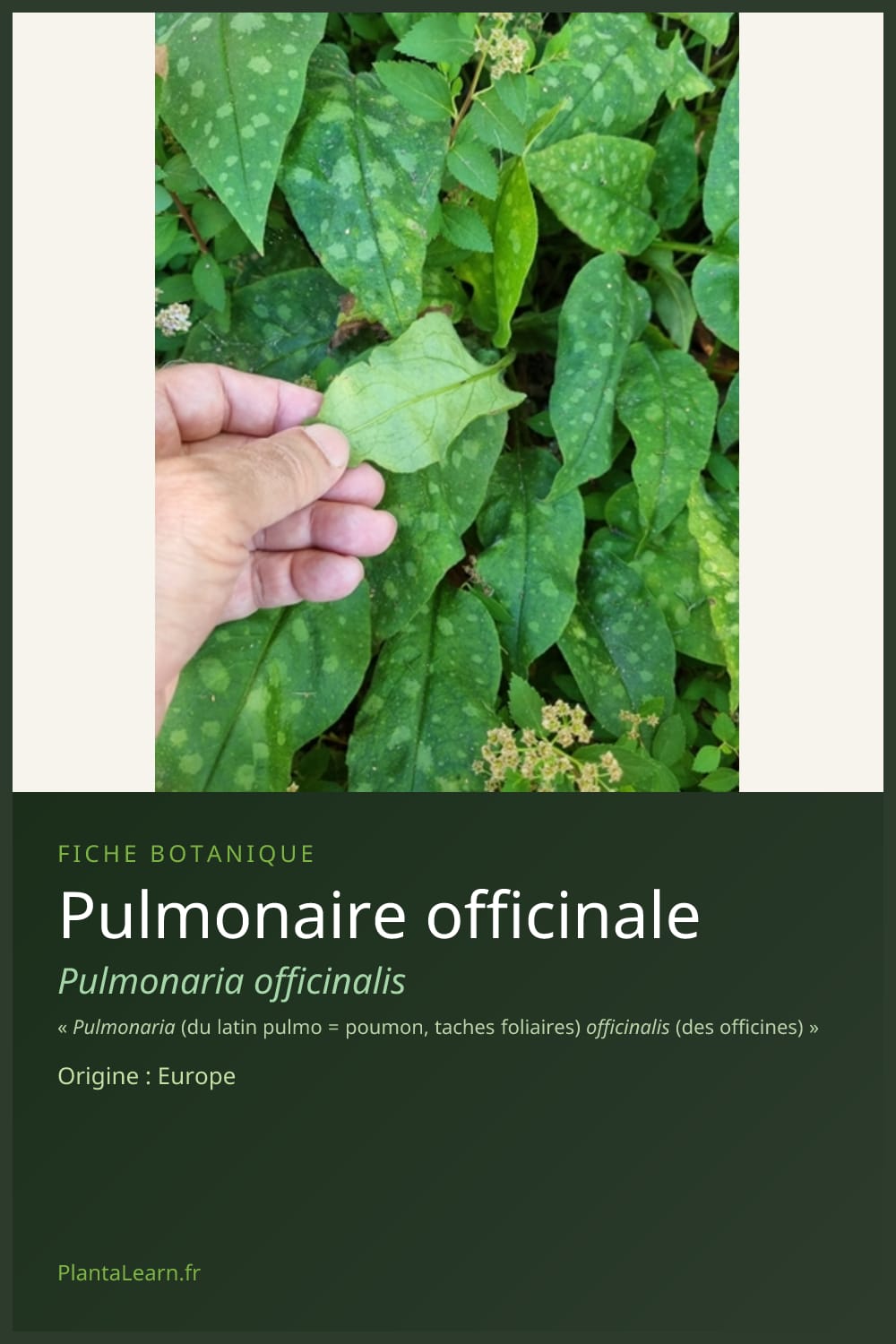 Pulmonaire officinale — Pin Pinterest