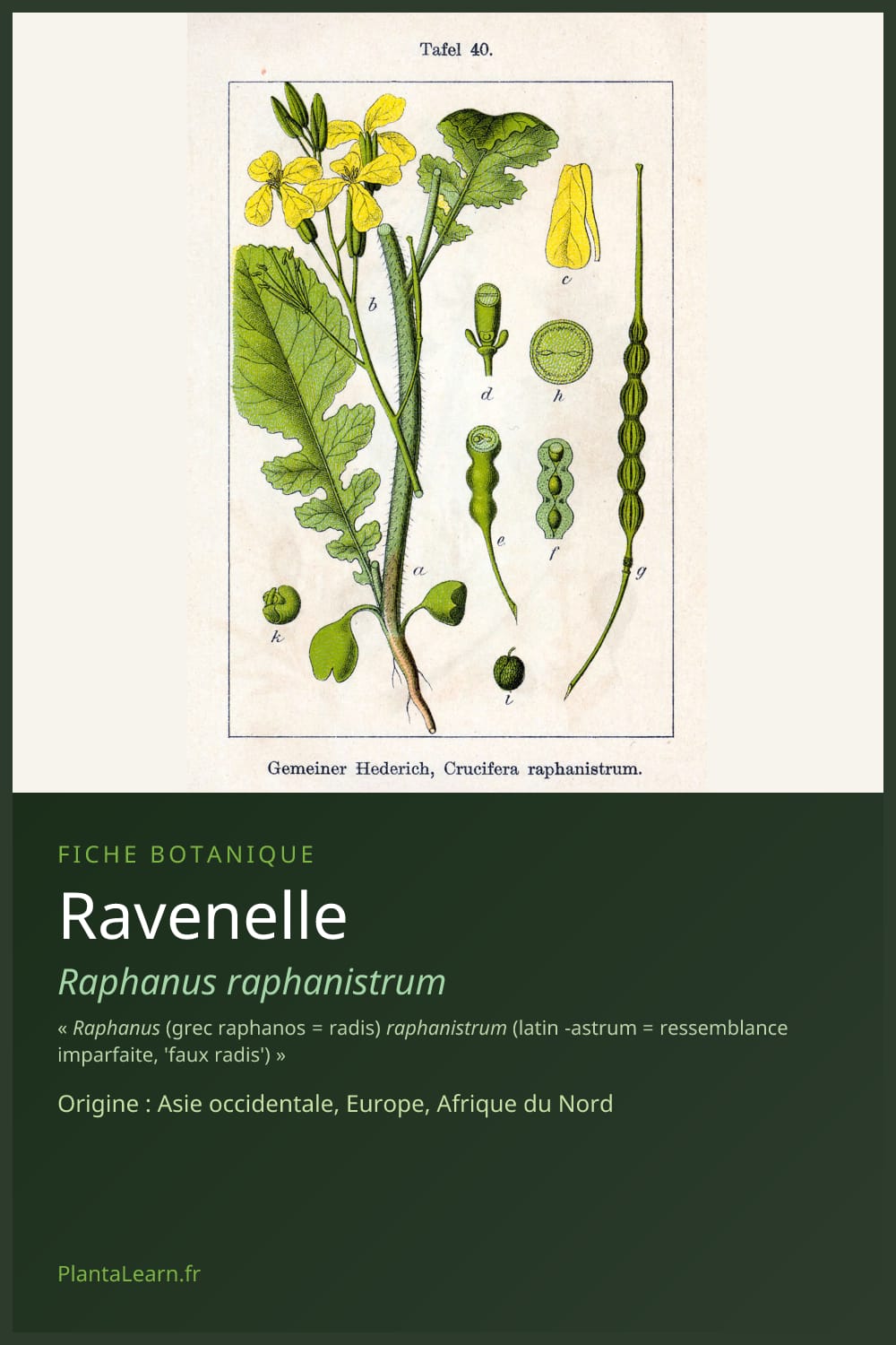 Ravenelle — Pin Pinterest