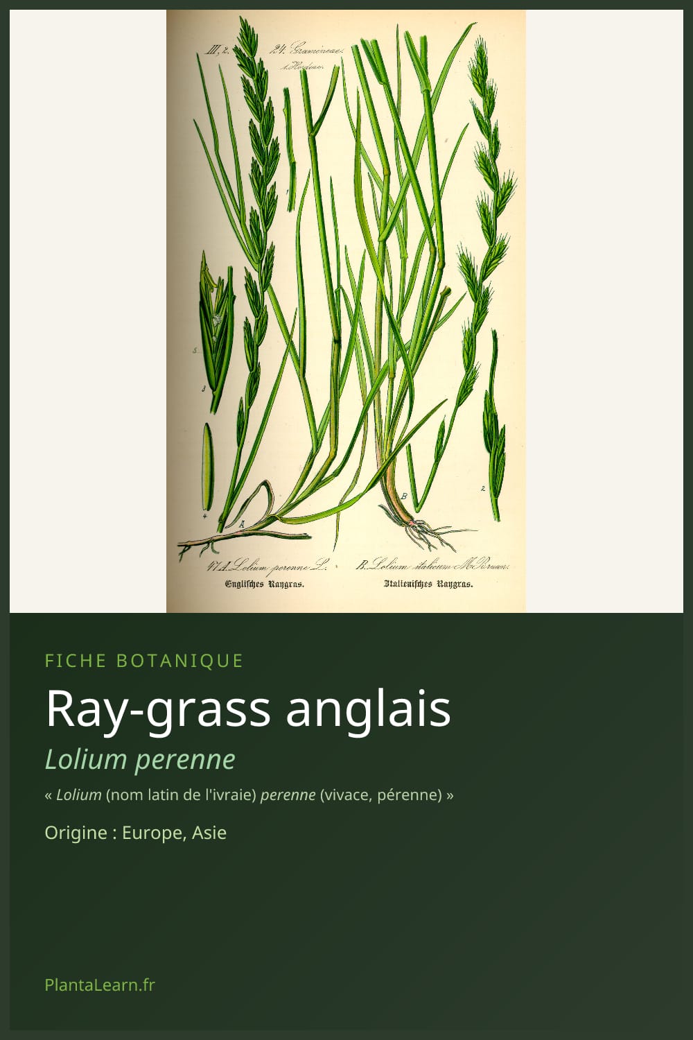 Ray-grass anglais — Pin Pinterest