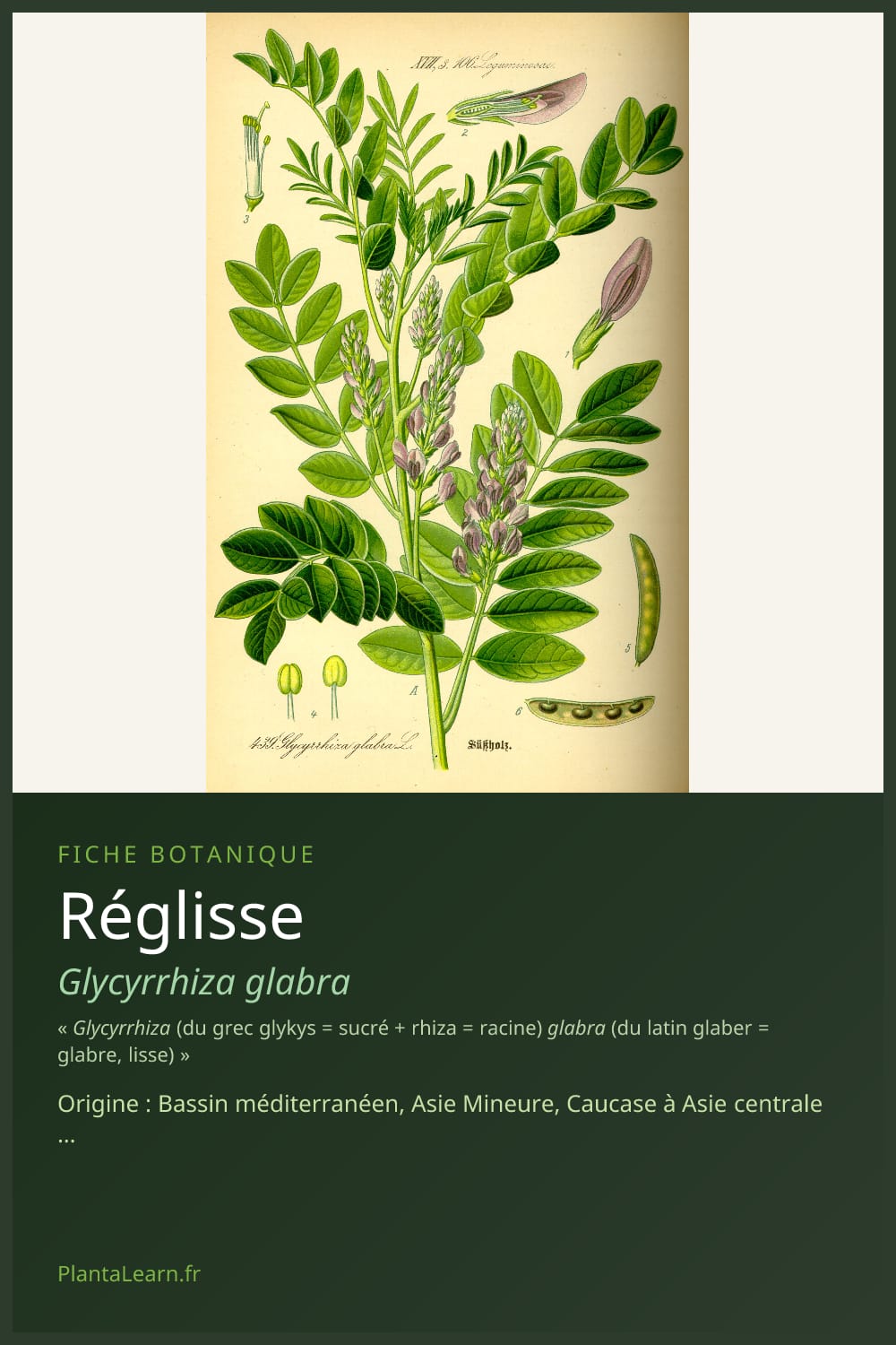 Réglisse — Pin Pinterest