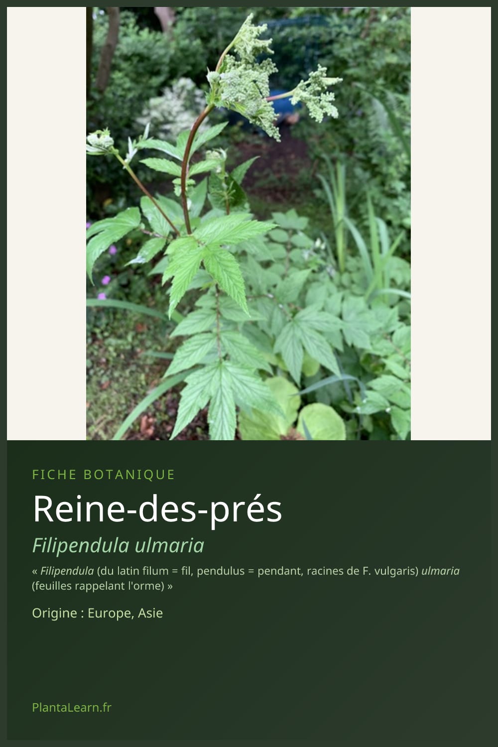 Reine-des-prés — Pin Pinterest