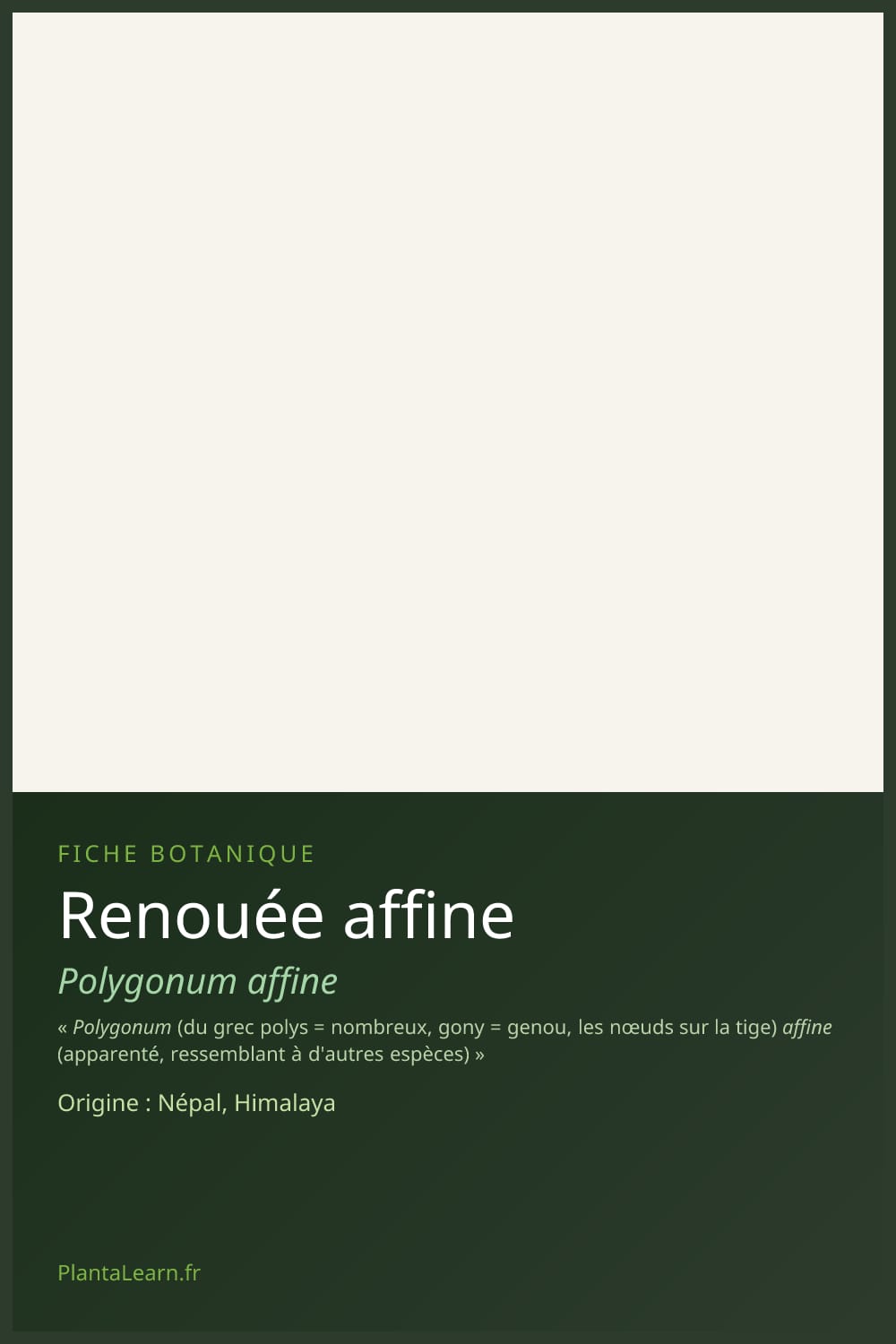 Renouée affine — Pin Pinterest