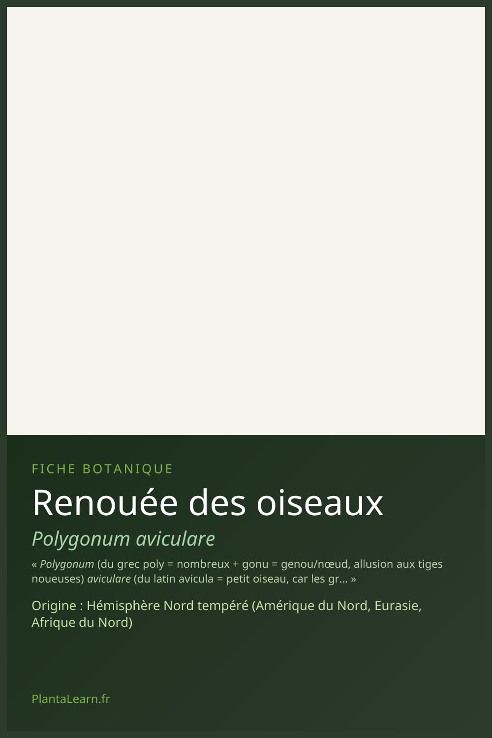 Renouée des oiseaux — Pin Pinterest