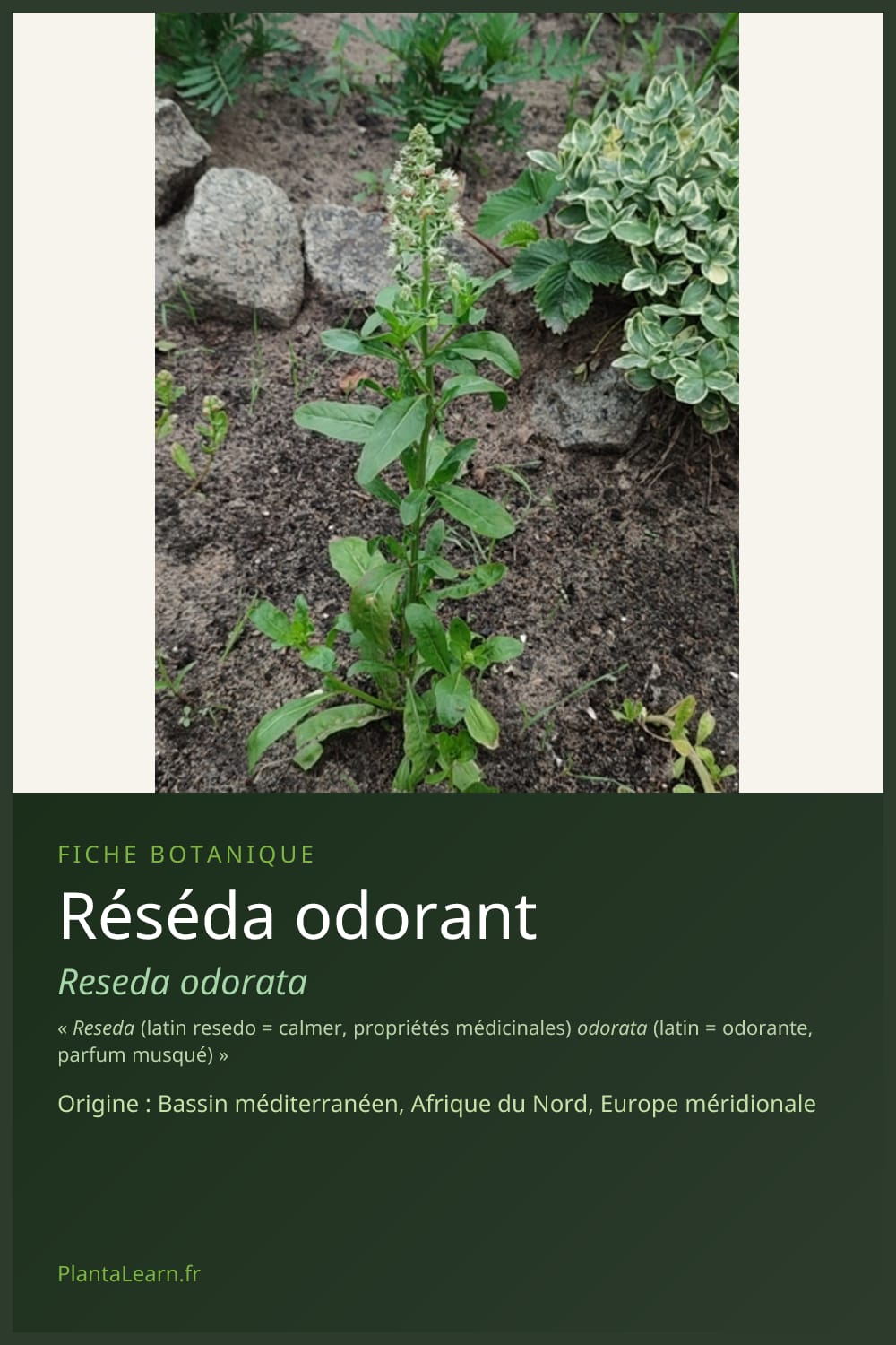 Réséda odorant — Pin Pinterest