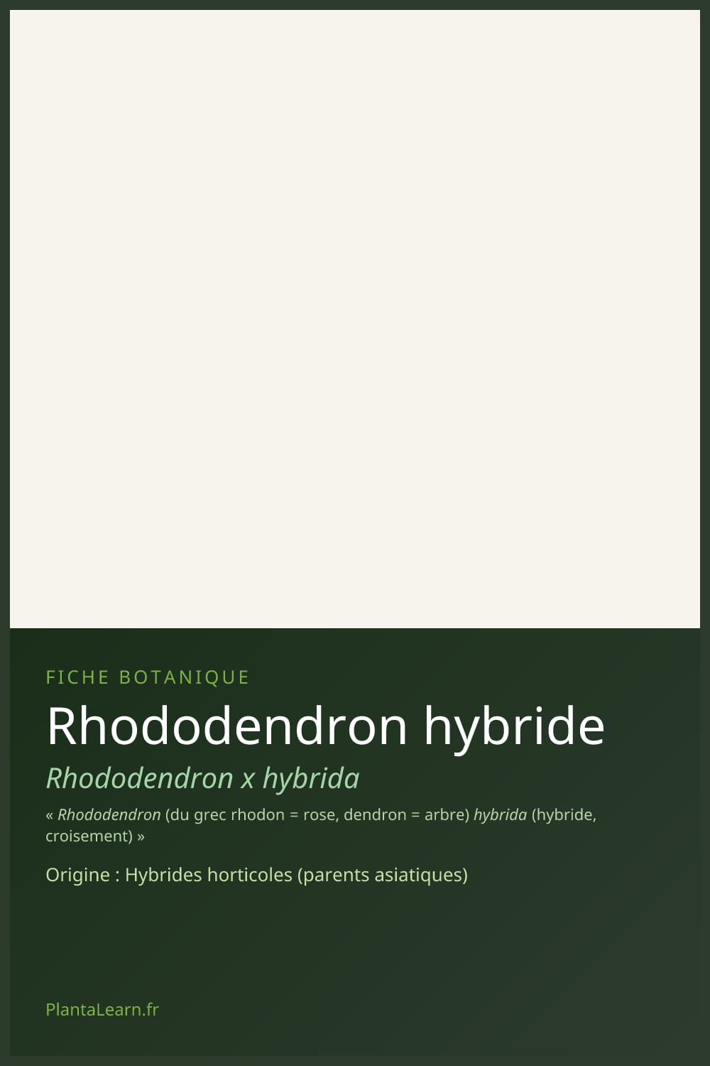 Rhododendron hybride — Pin Pinterest