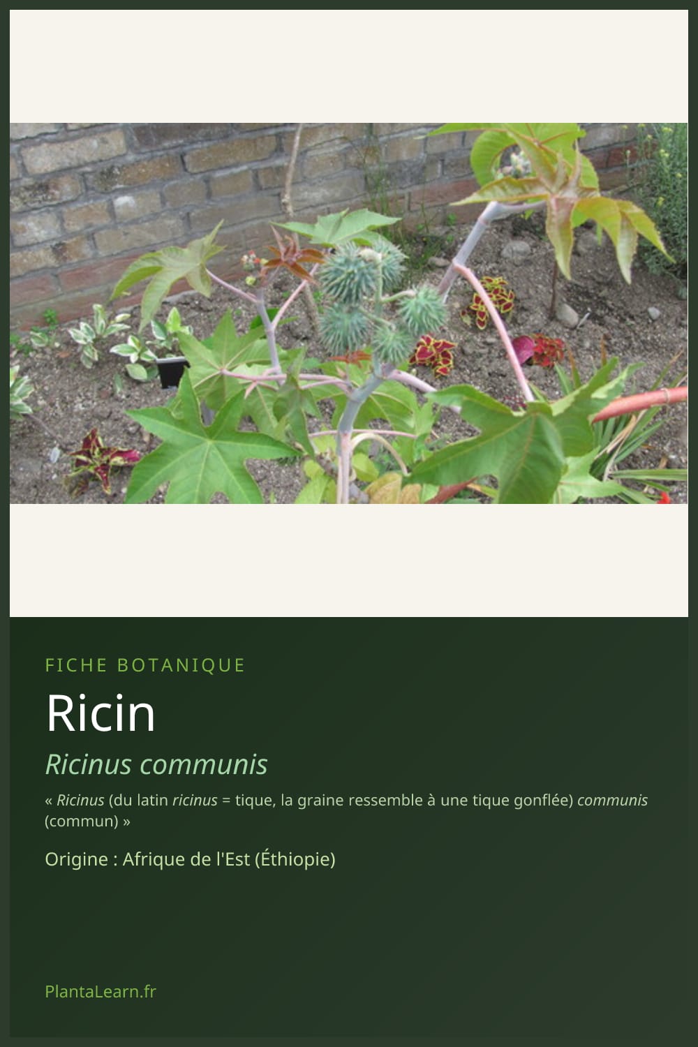 Ricin — Pin Pinterest