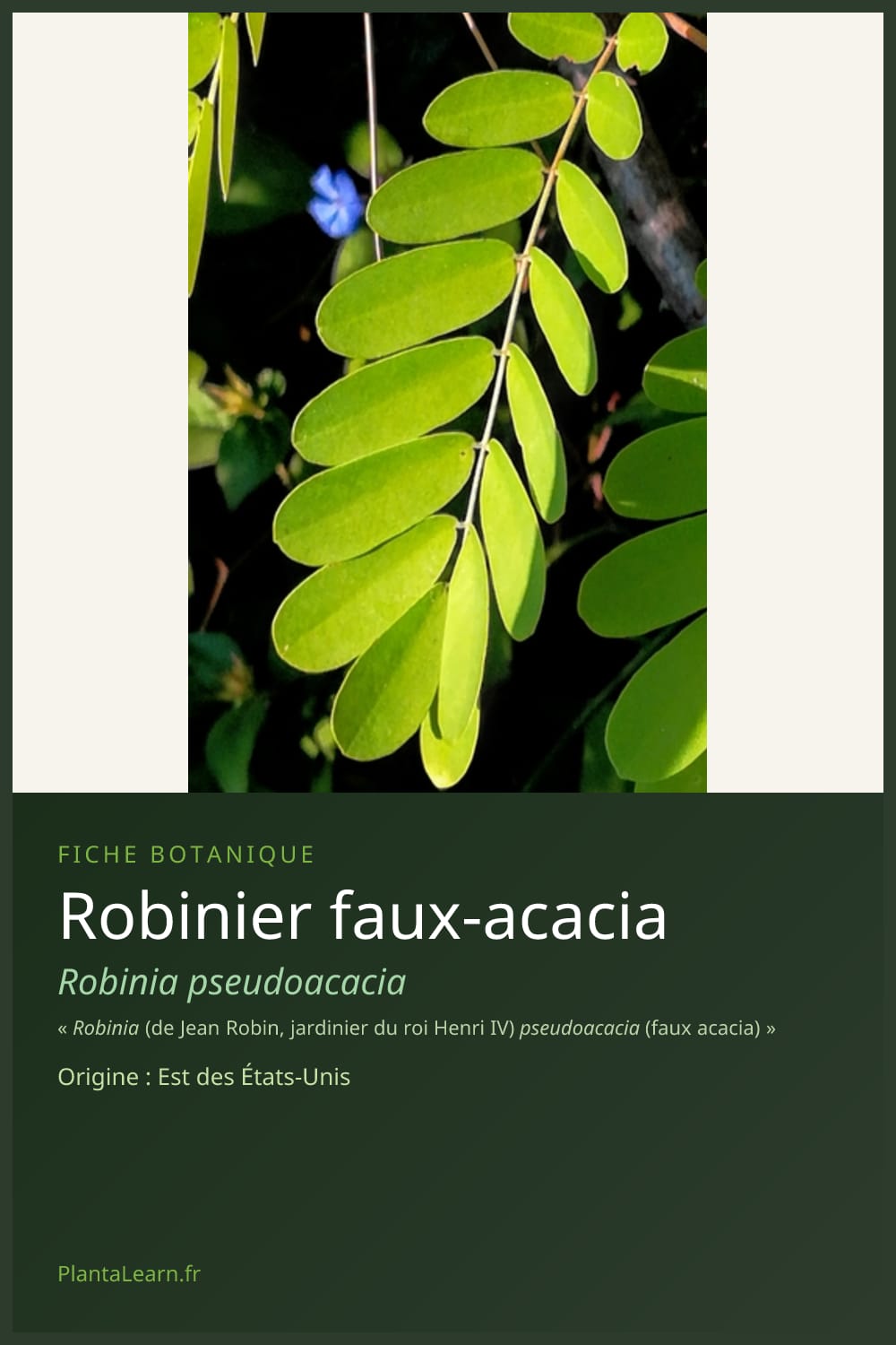 Robinier faux-acacia — Pin Pinterest