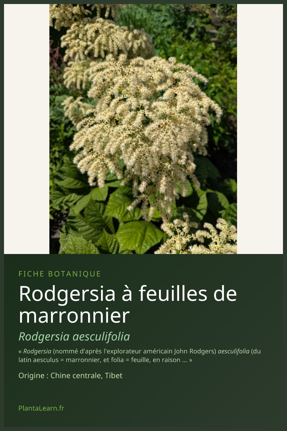 Rodgersia à feuilles de marronnier — Pin Pinterest