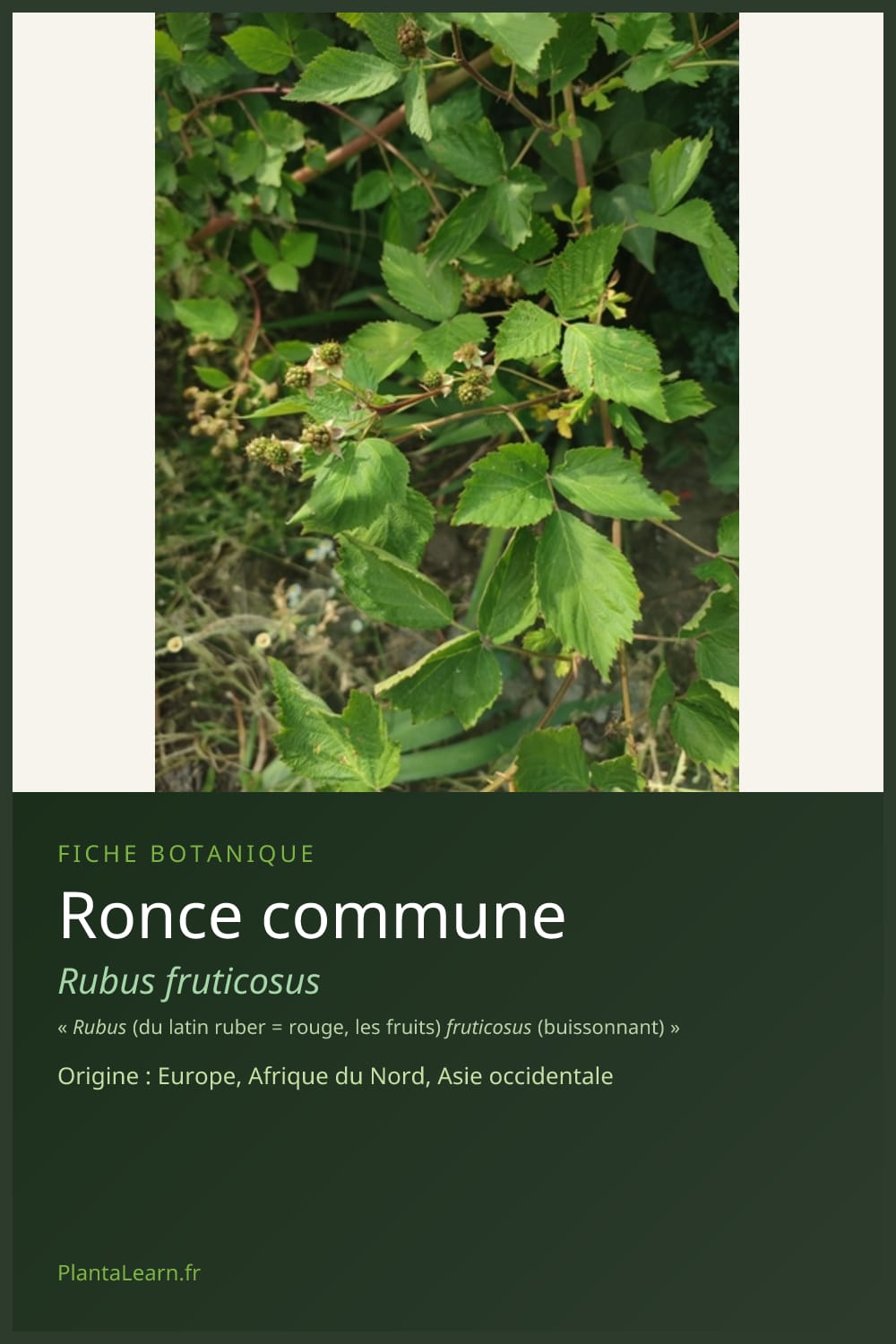 Ronce commune — Pin Pinterest