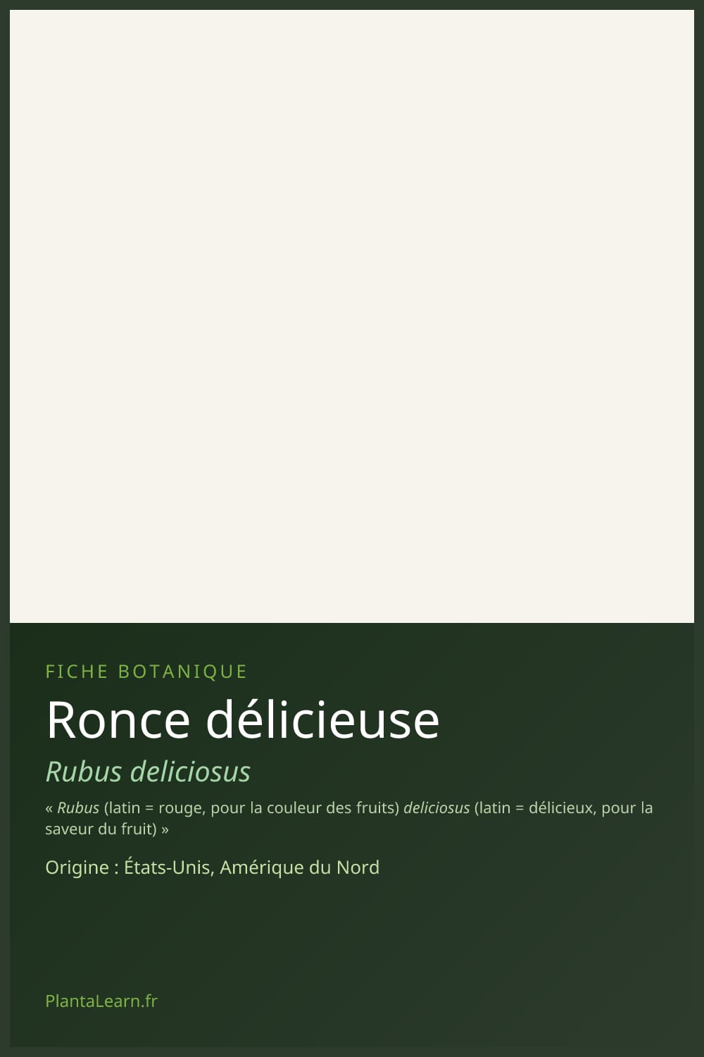 Ronce délicieuse — Pin Pinterest