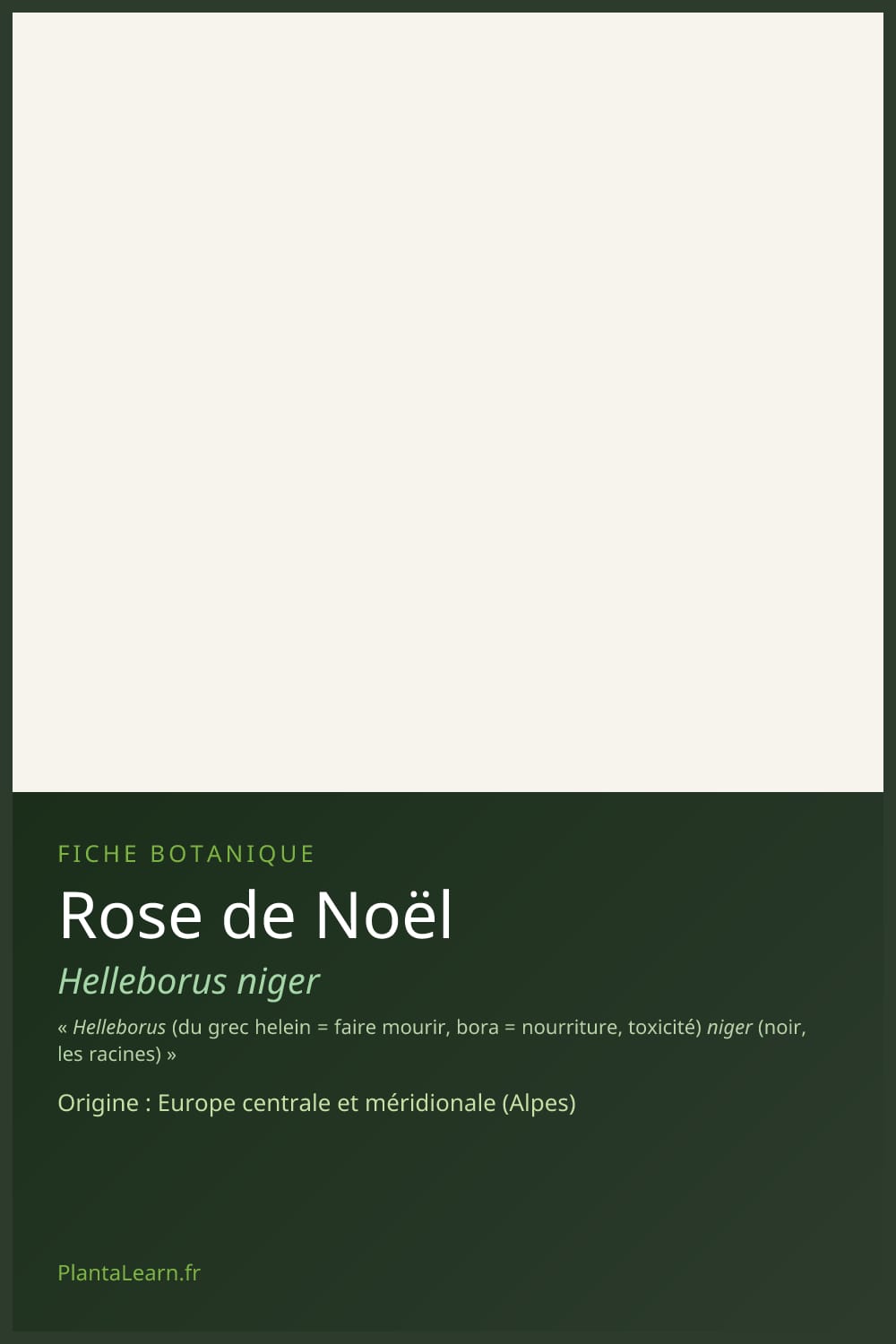 Rose de Noël — Pin Pinterest