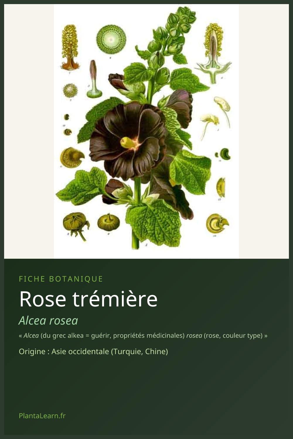 Rose trémière — Pin Pinterest