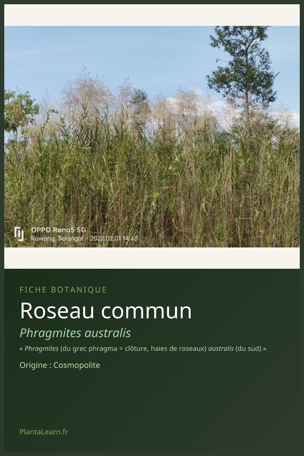 Roseau commun — Pin Pinterest
