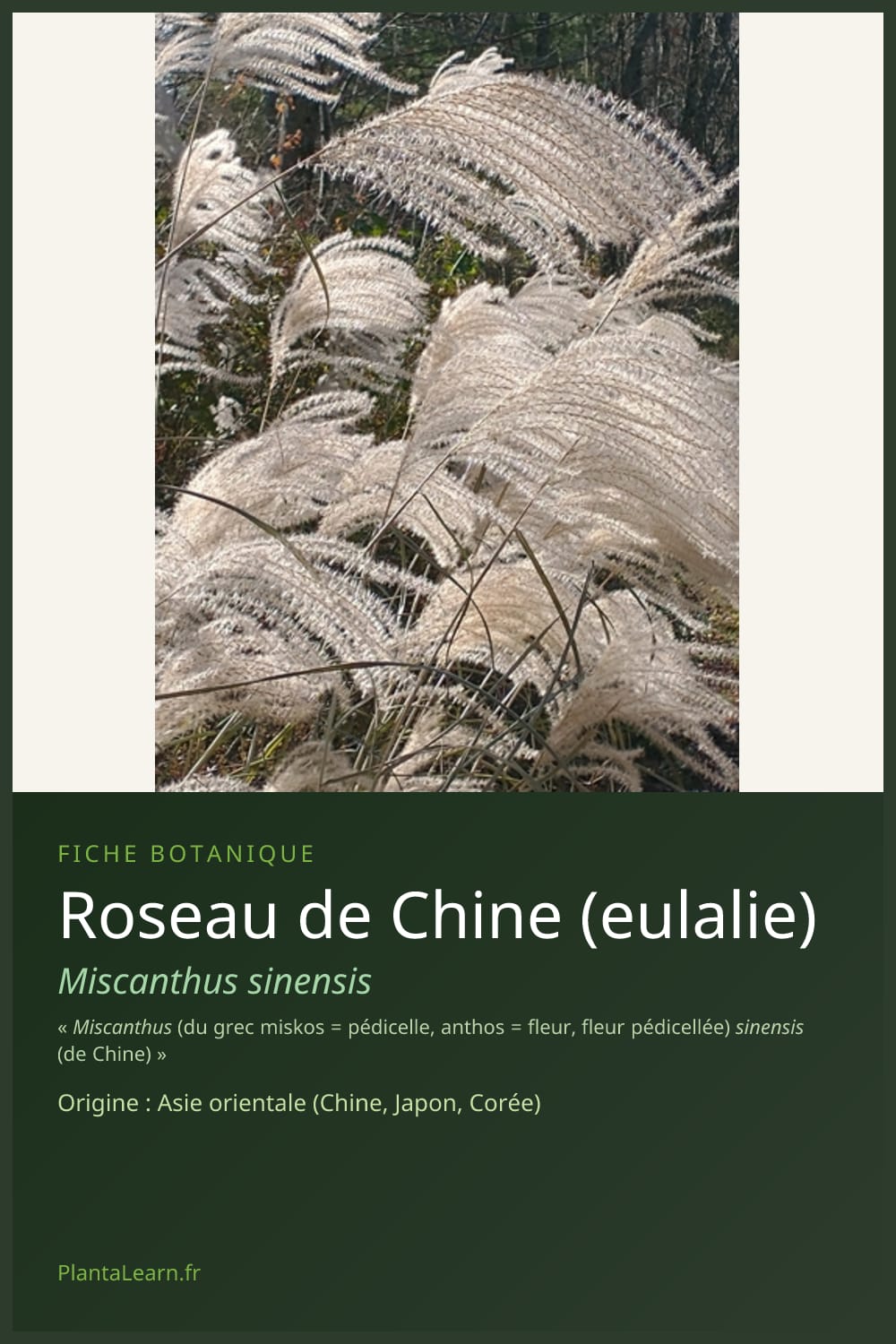 Roseau de Chine (eulalie) — Pin Pinterest