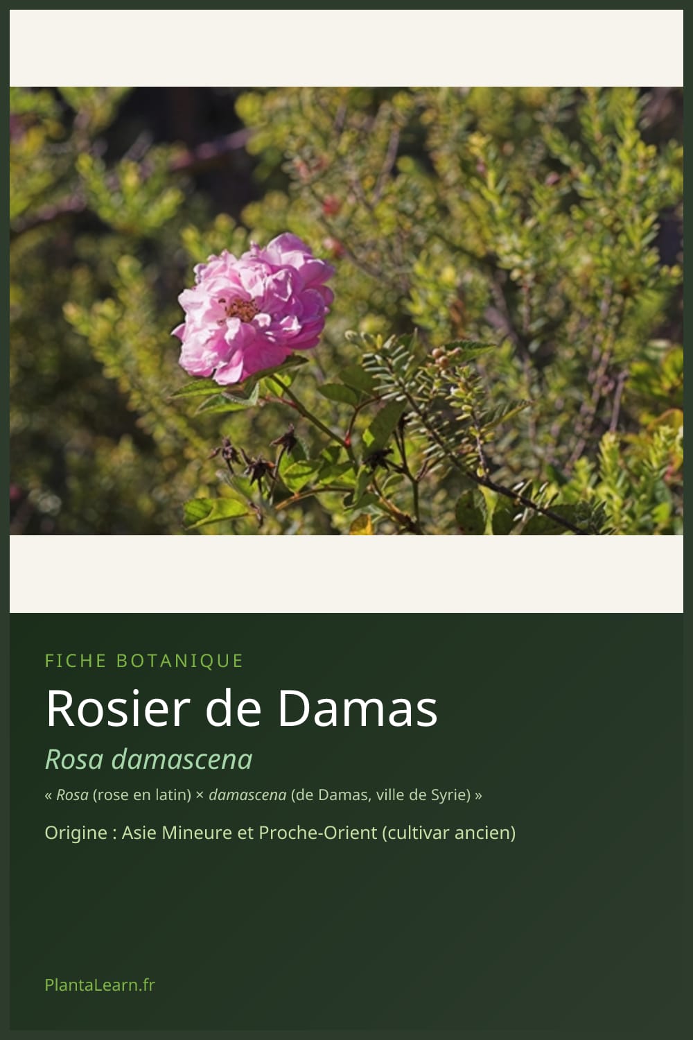 Rosier de Damas — Pin Pinterest