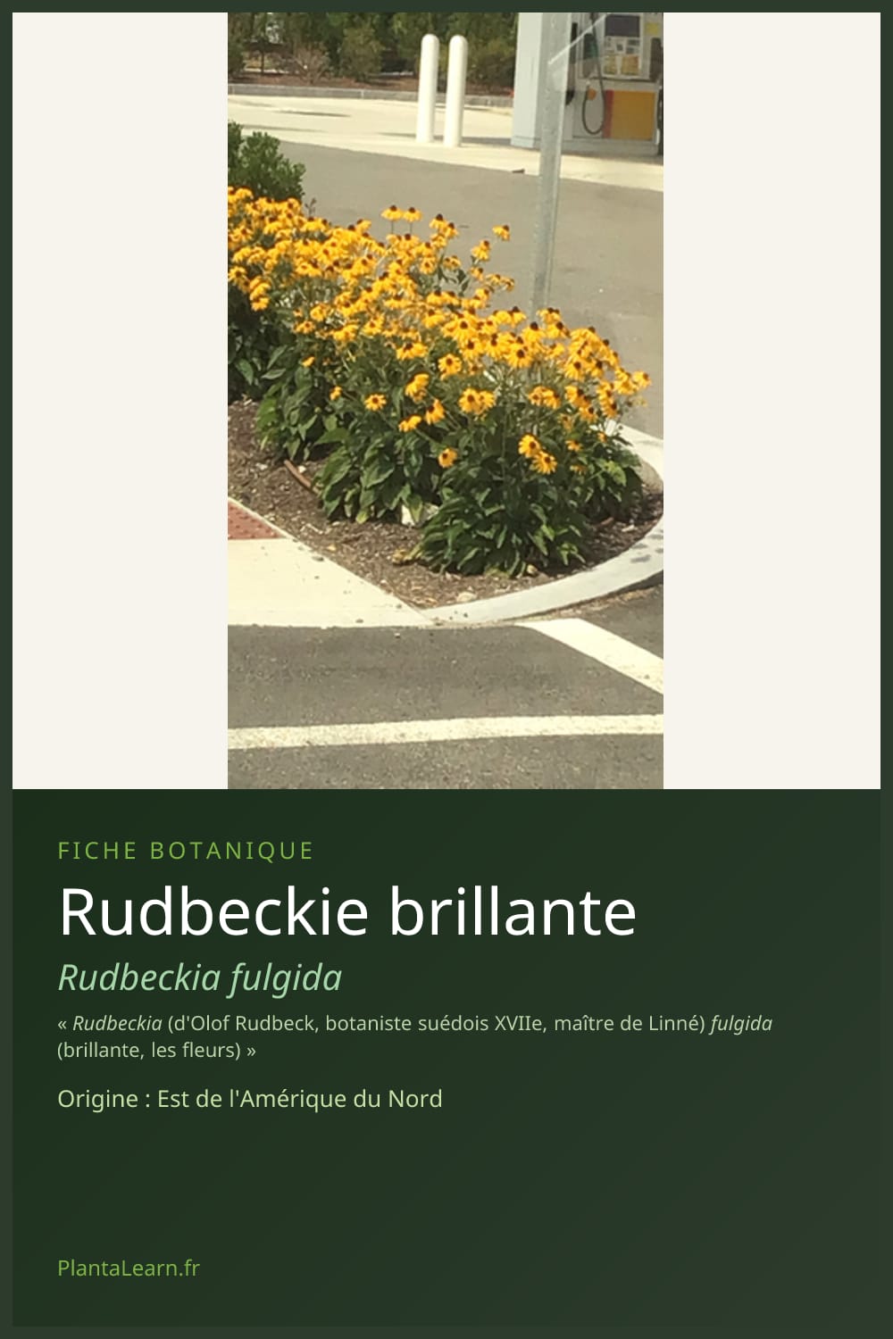 Rudbeckie brillante — Pin Pinterest