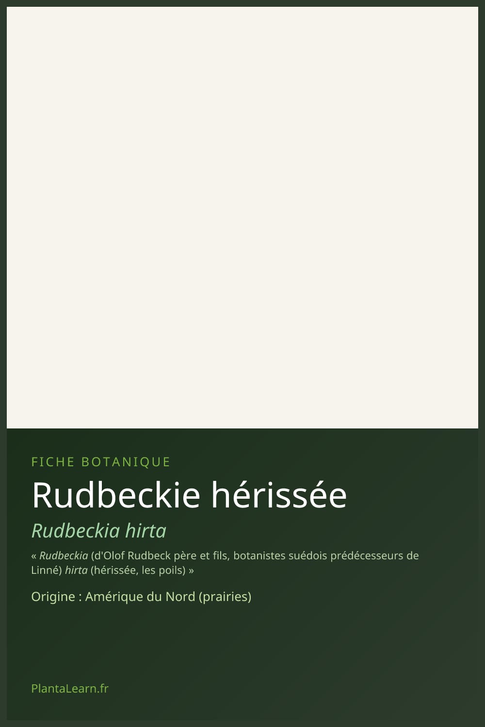Rudbeckie hérissée — Pin Pinterest
