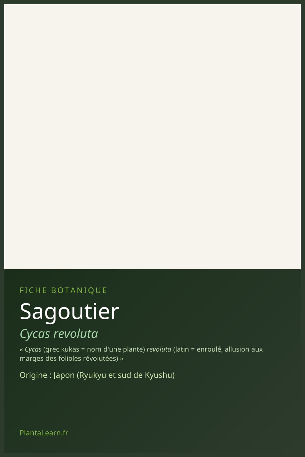 Sagoutier — Pin Pinterest