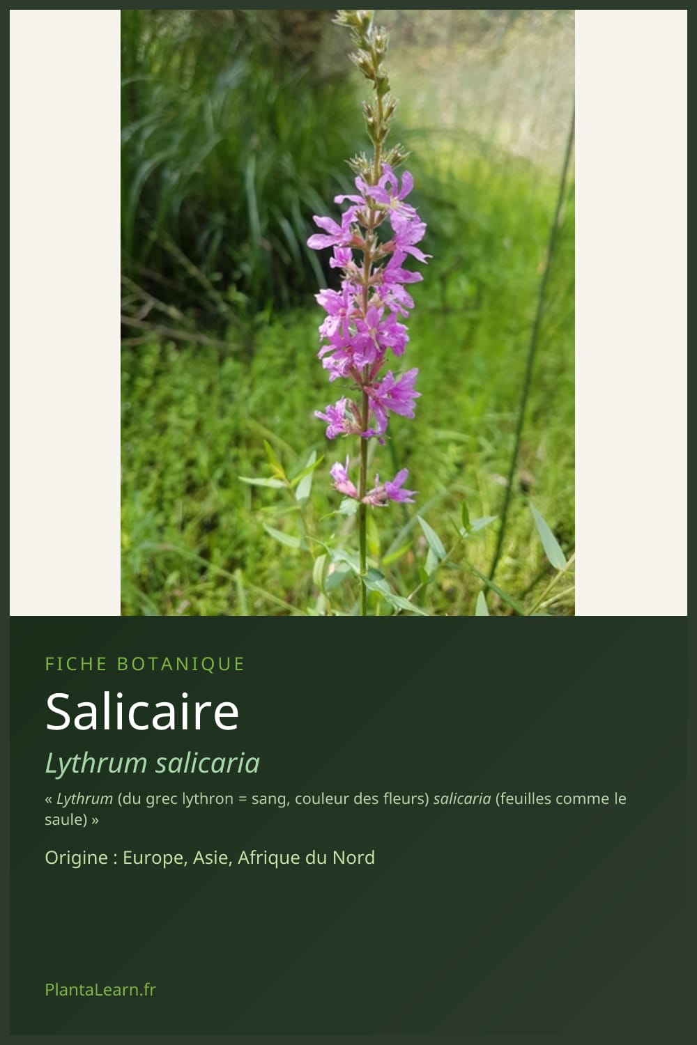 Salicaire — Pin Pinterest