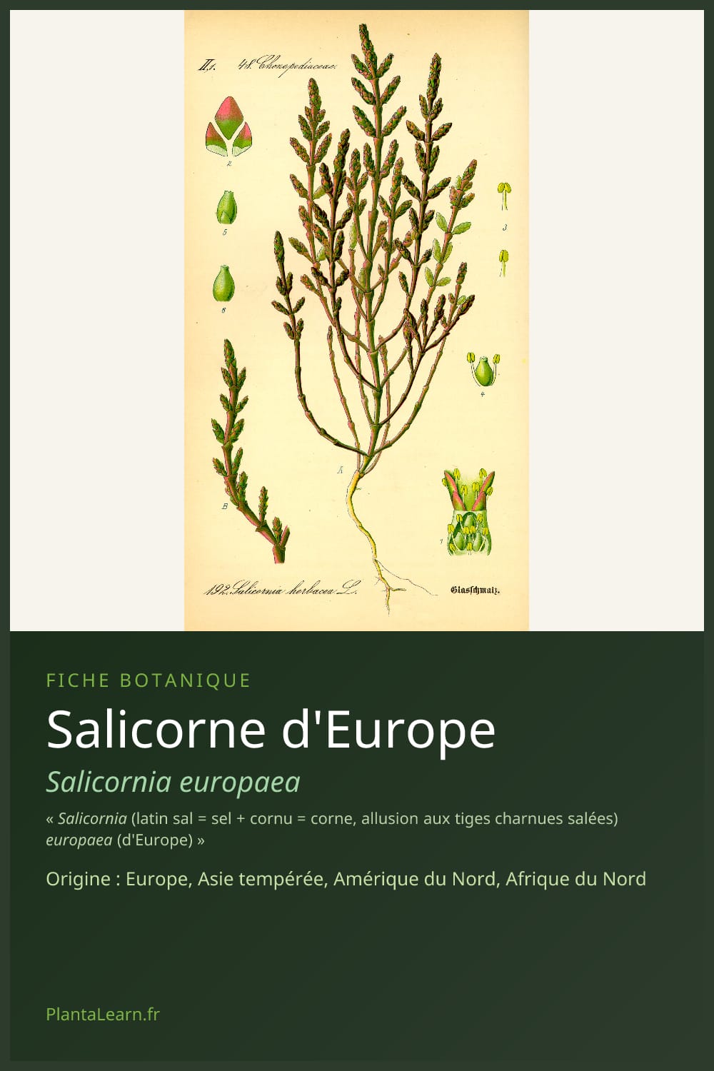 Salicorne d'Europe — Pin Pinterest