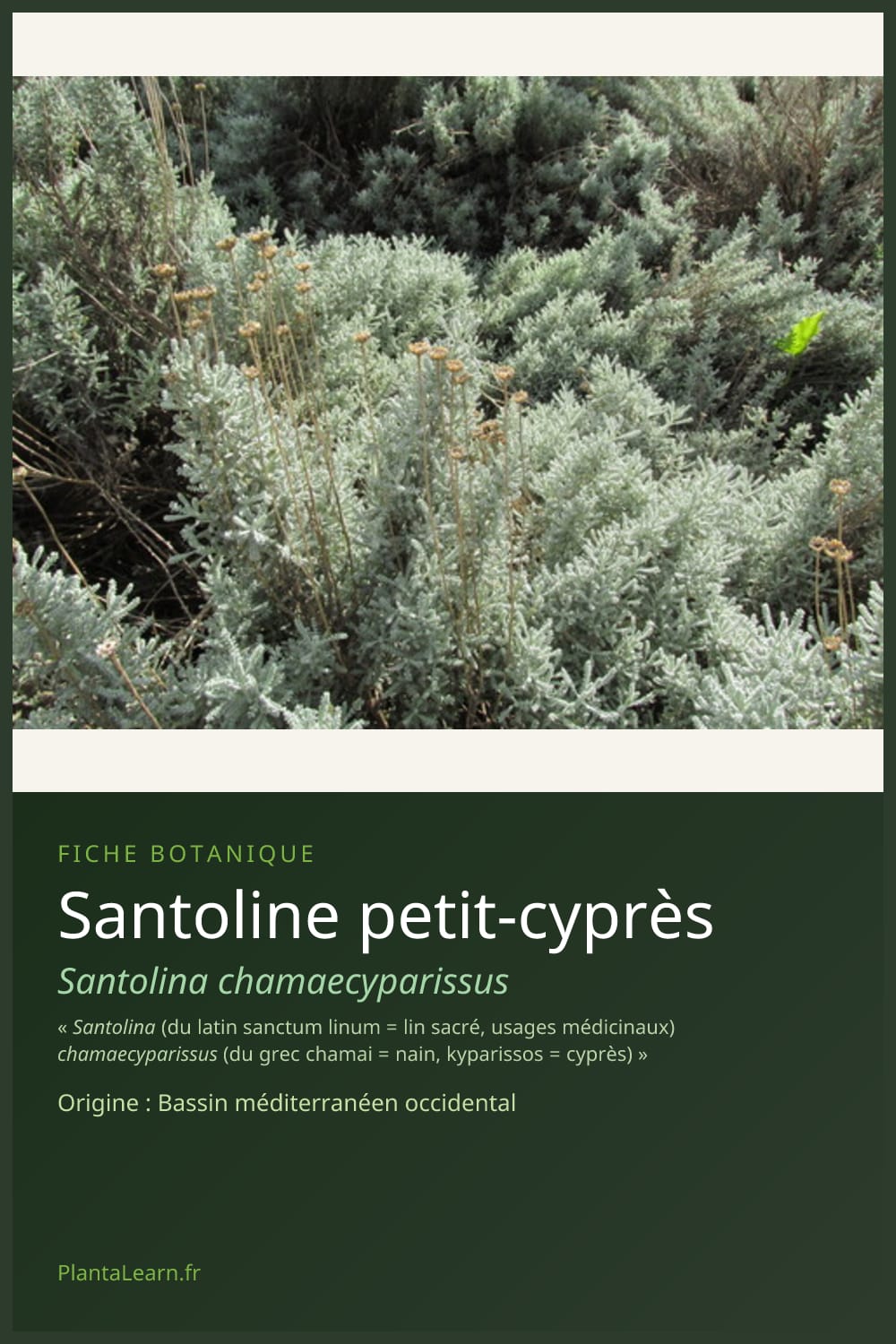 Santoline petit-cyprès — Pin Pinterest