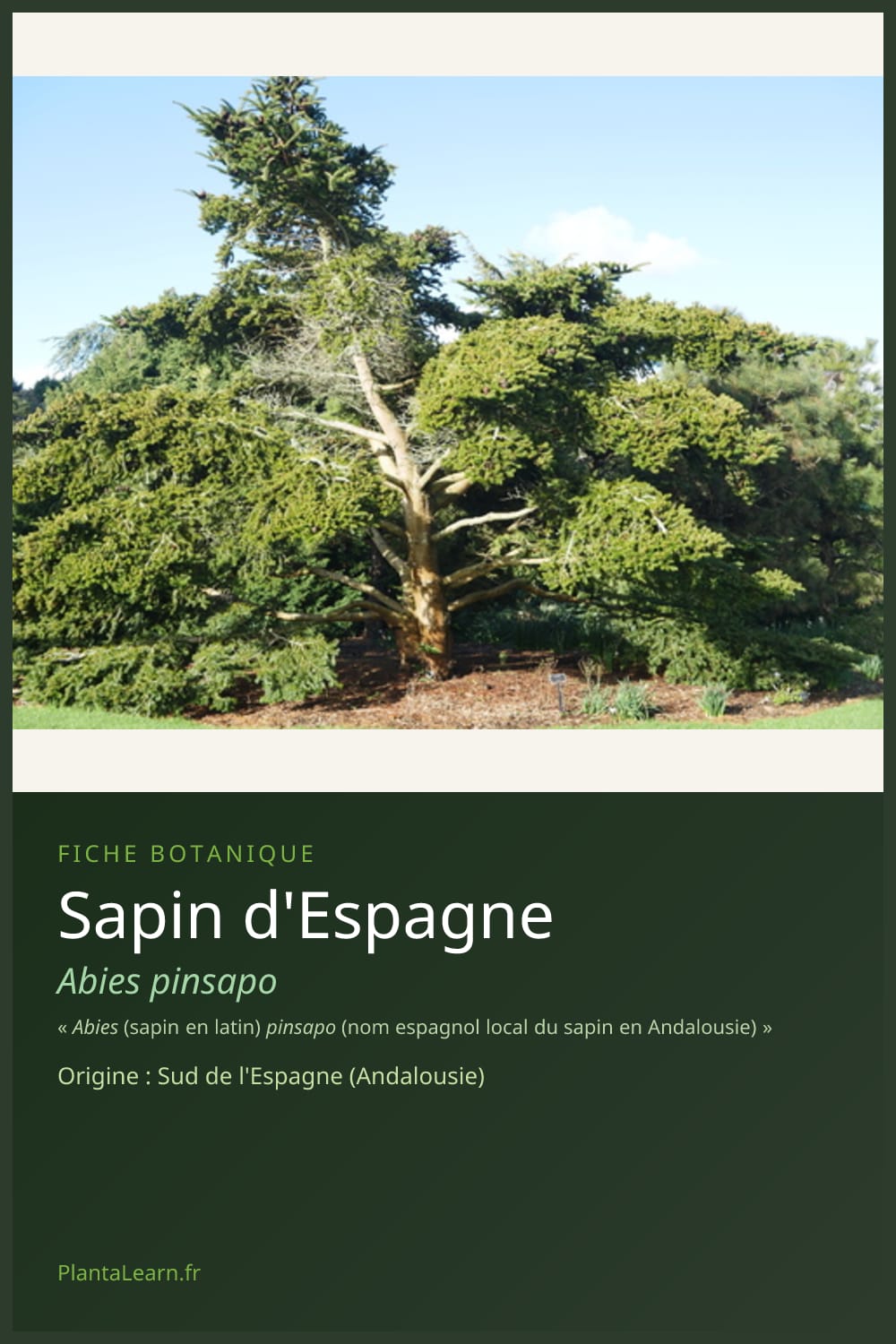 Sapin d'Espagne — Pin Pinterest