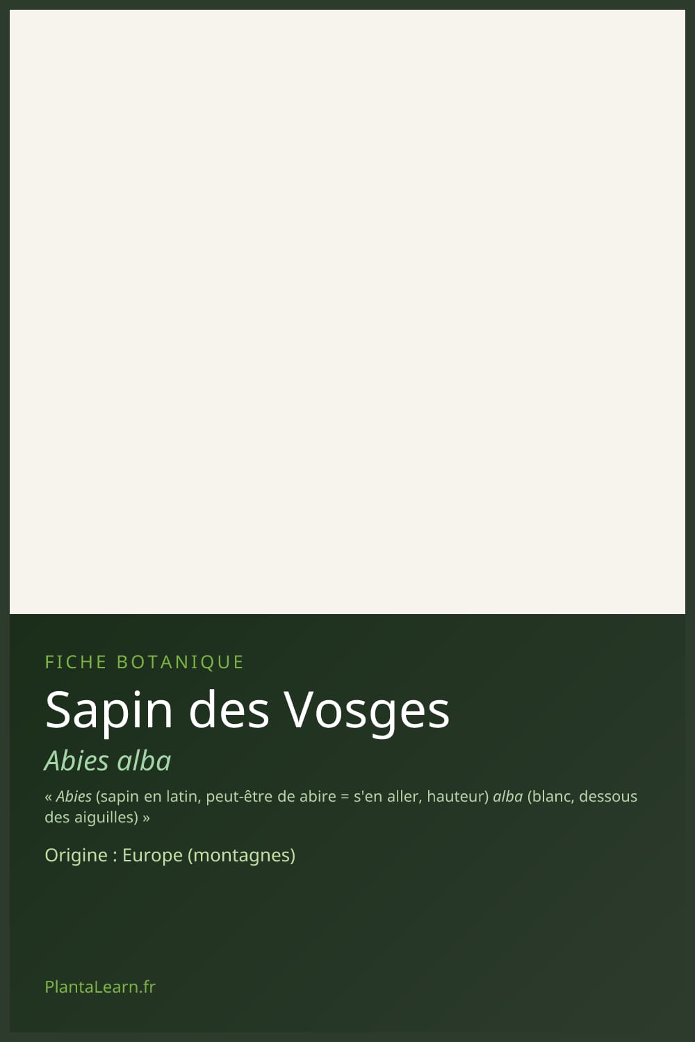 Sapin des Vosges — Pin Pinterest