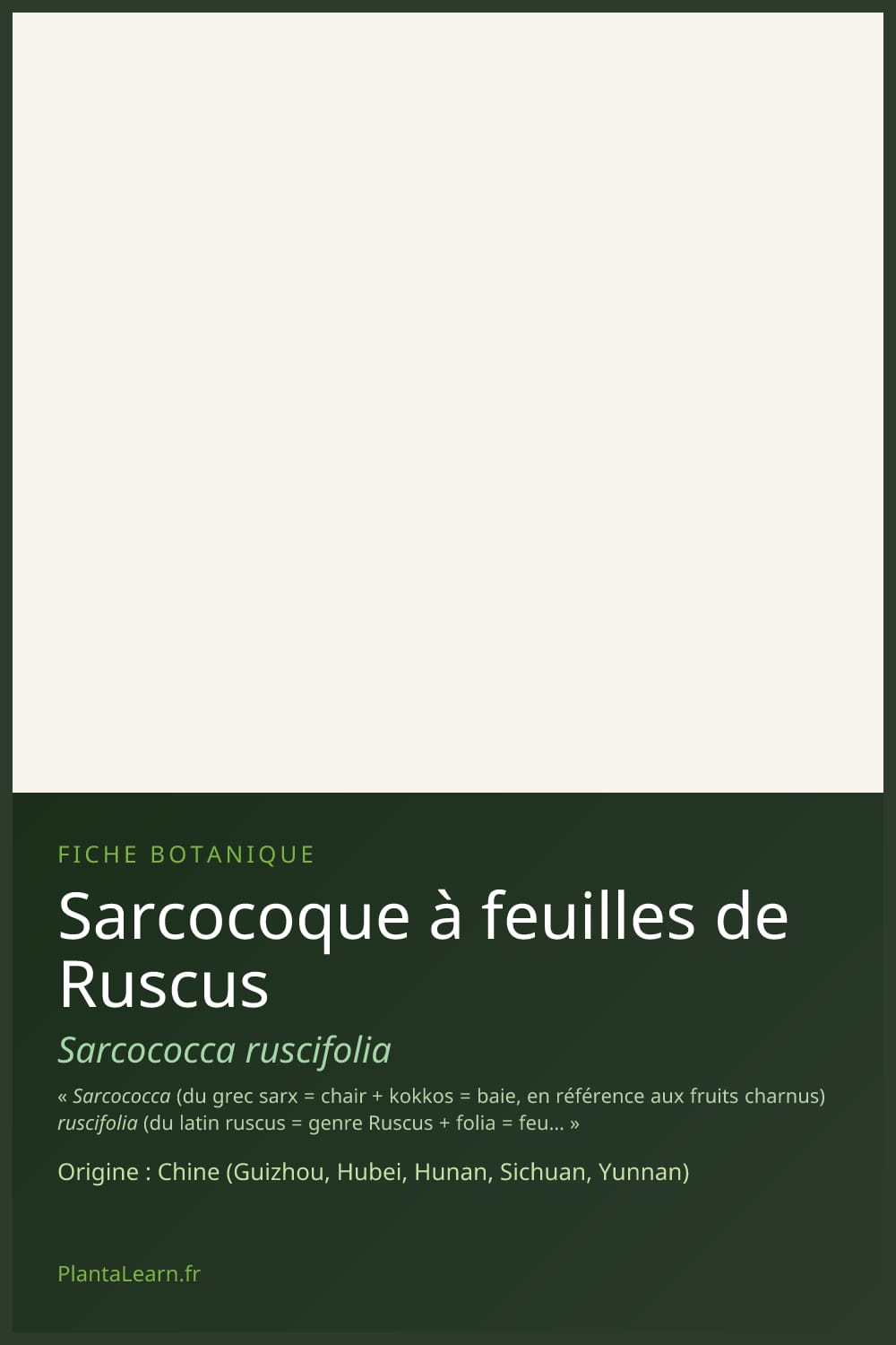 Sarcocoque à feuilles de Ruscus — Pin Pinterest