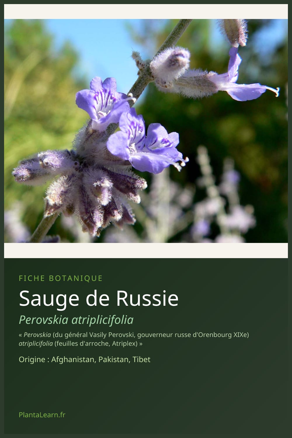 Sauge de Russie — Pin Pinterest