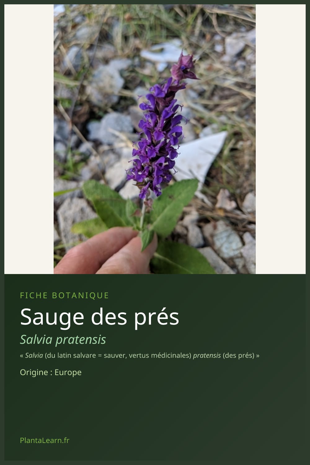 Sauge des prés — Pin Pinterest