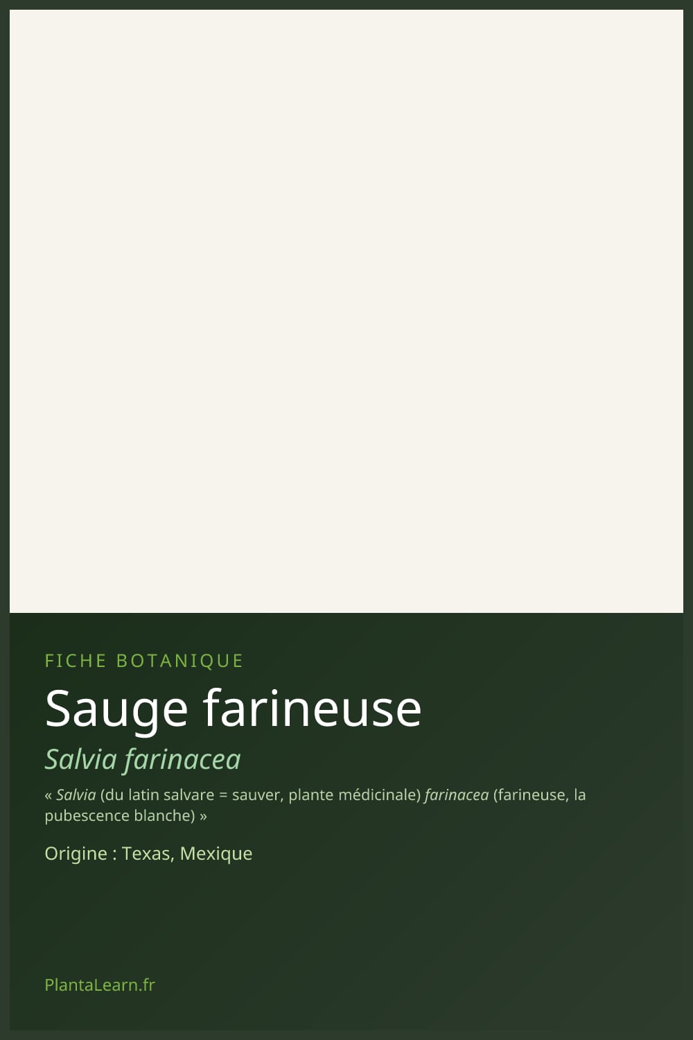 Sauge farineuse — Pin Pinterest
