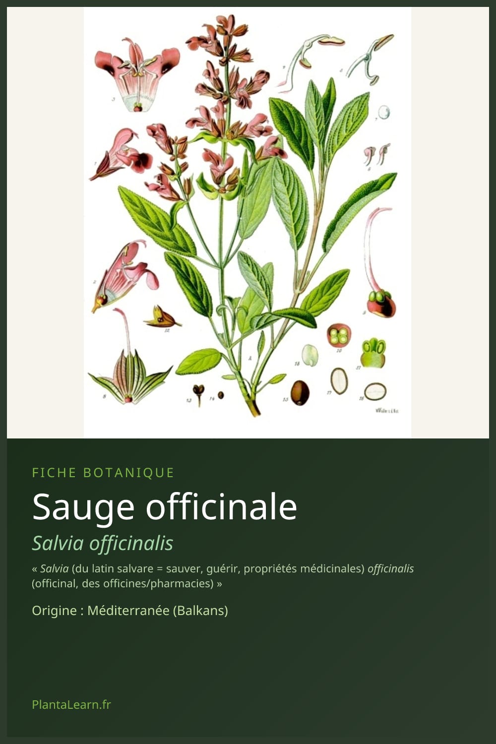Sauge officinale — Pin Pinterest