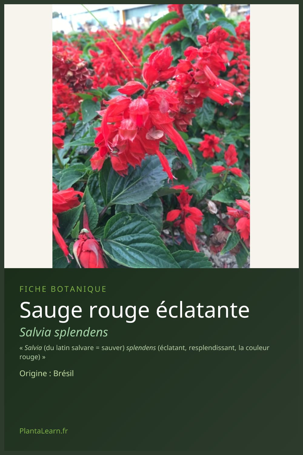 Sauge rouge éclatante — Pin Pinterest