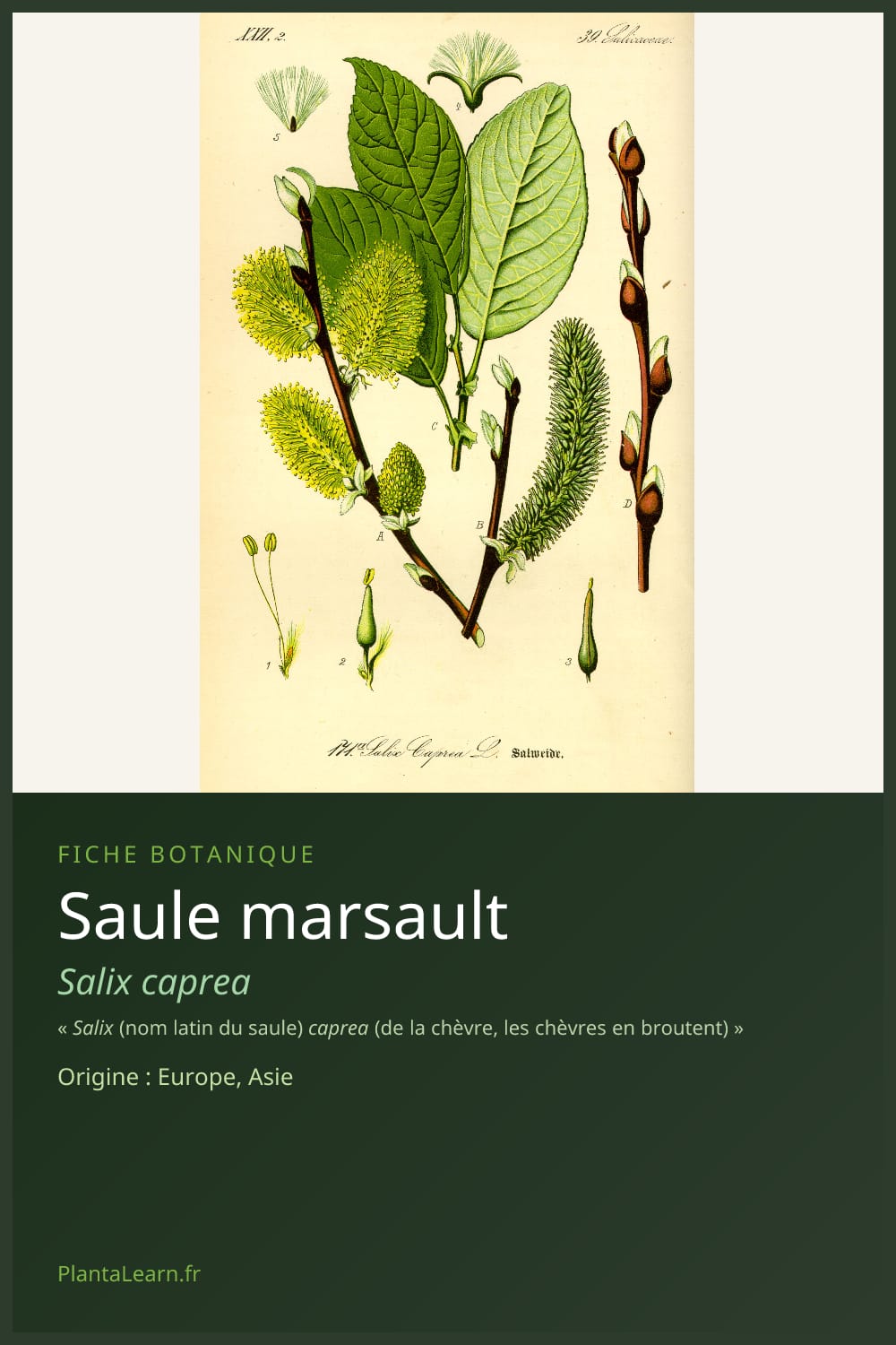 Saule marsault — Pin Pinterest