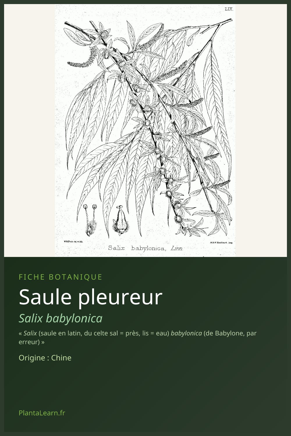 Saule pleureur — Pin Pinterest