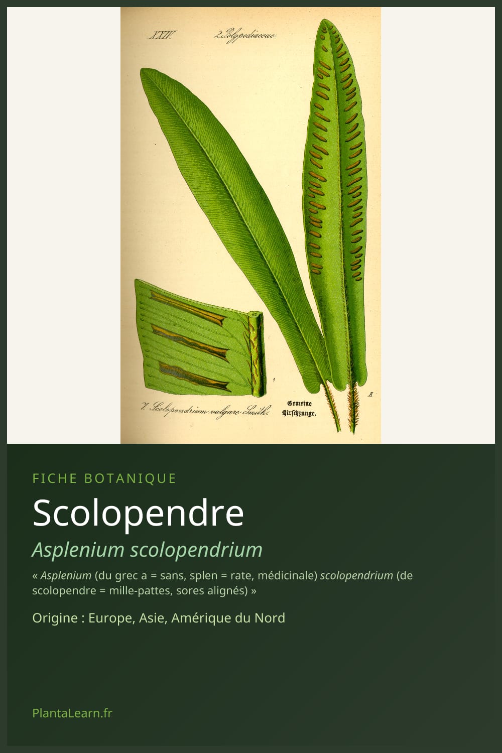 Scolopendre — Pin Pinterest