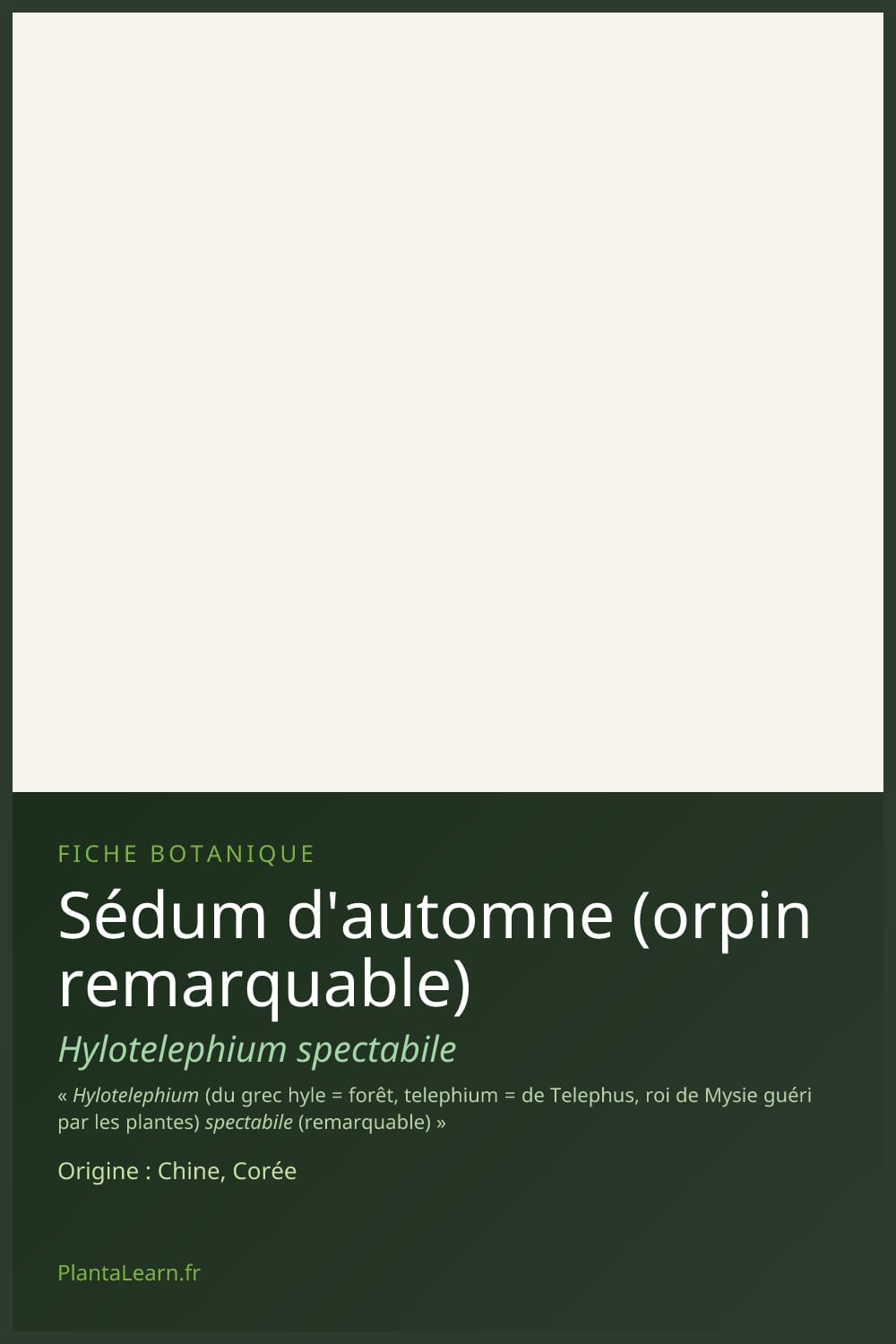 Sédum d'automne (orpin remarquable) — Pin Pinterest