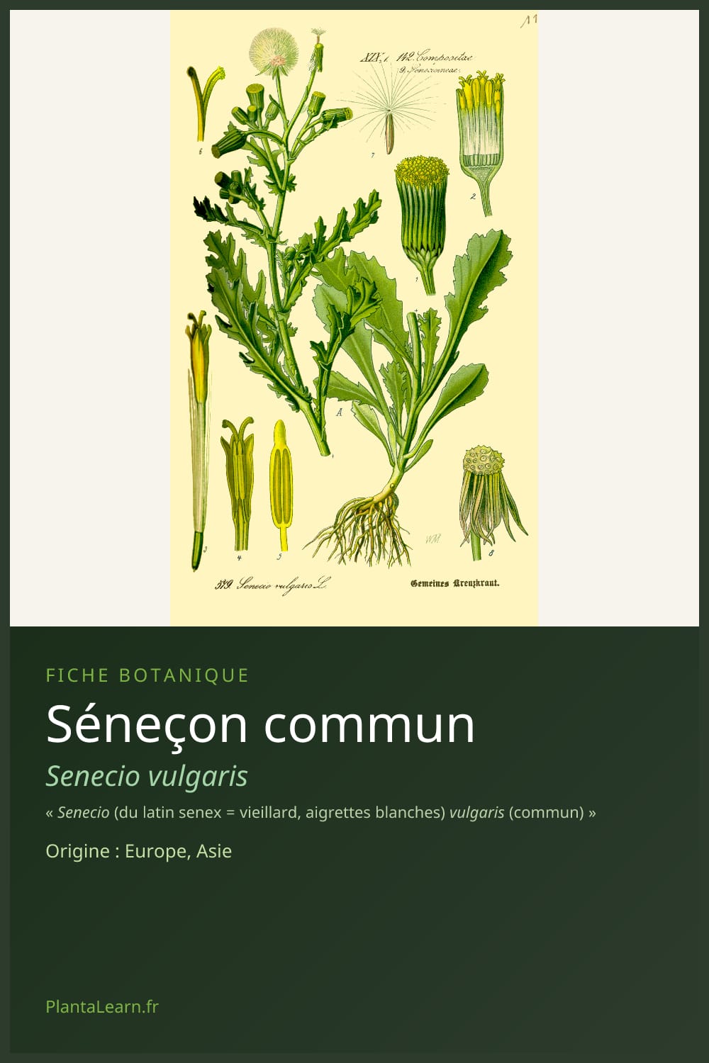 Séneçon commun — Pin Pinterest